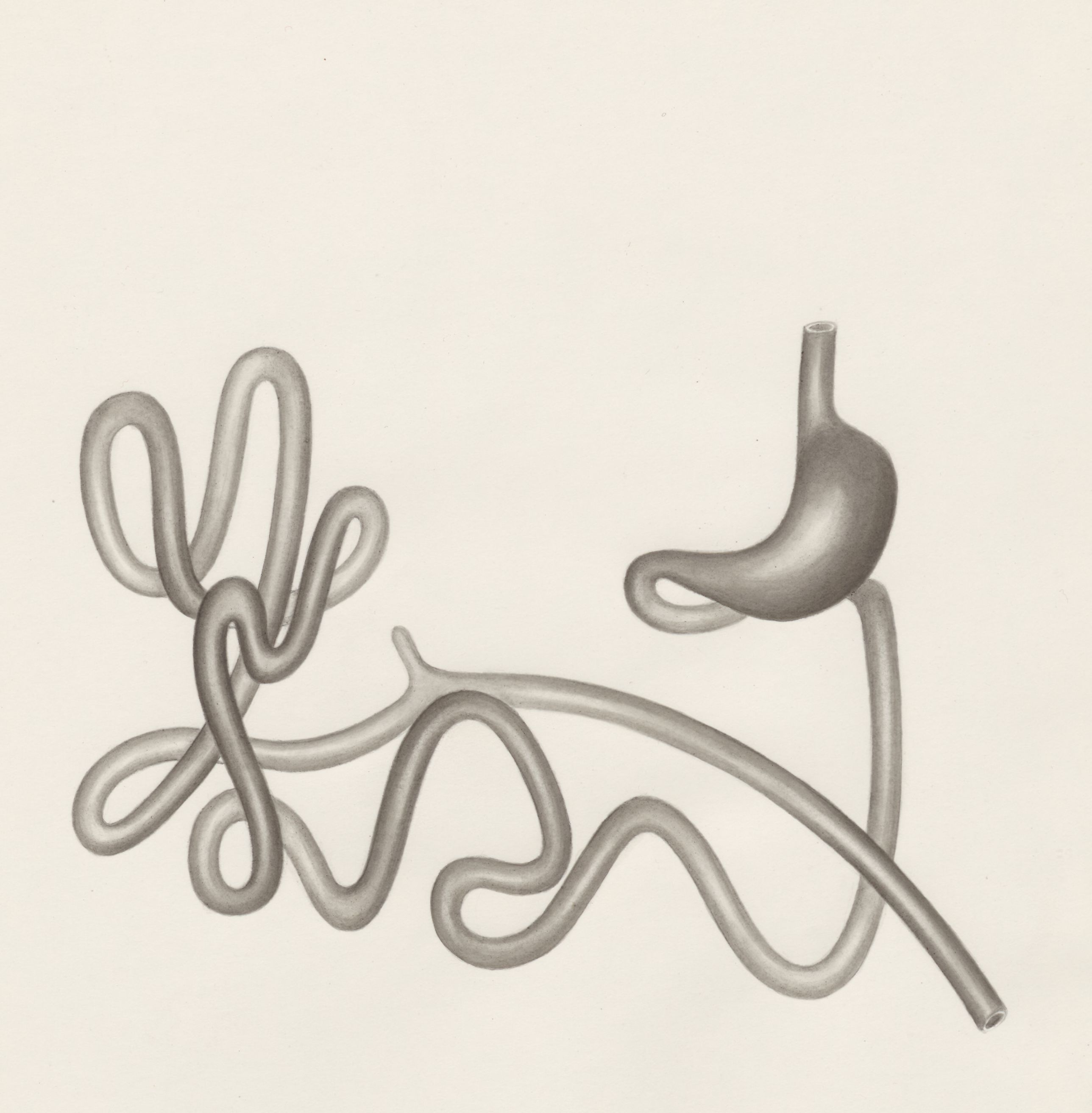 Digestive system