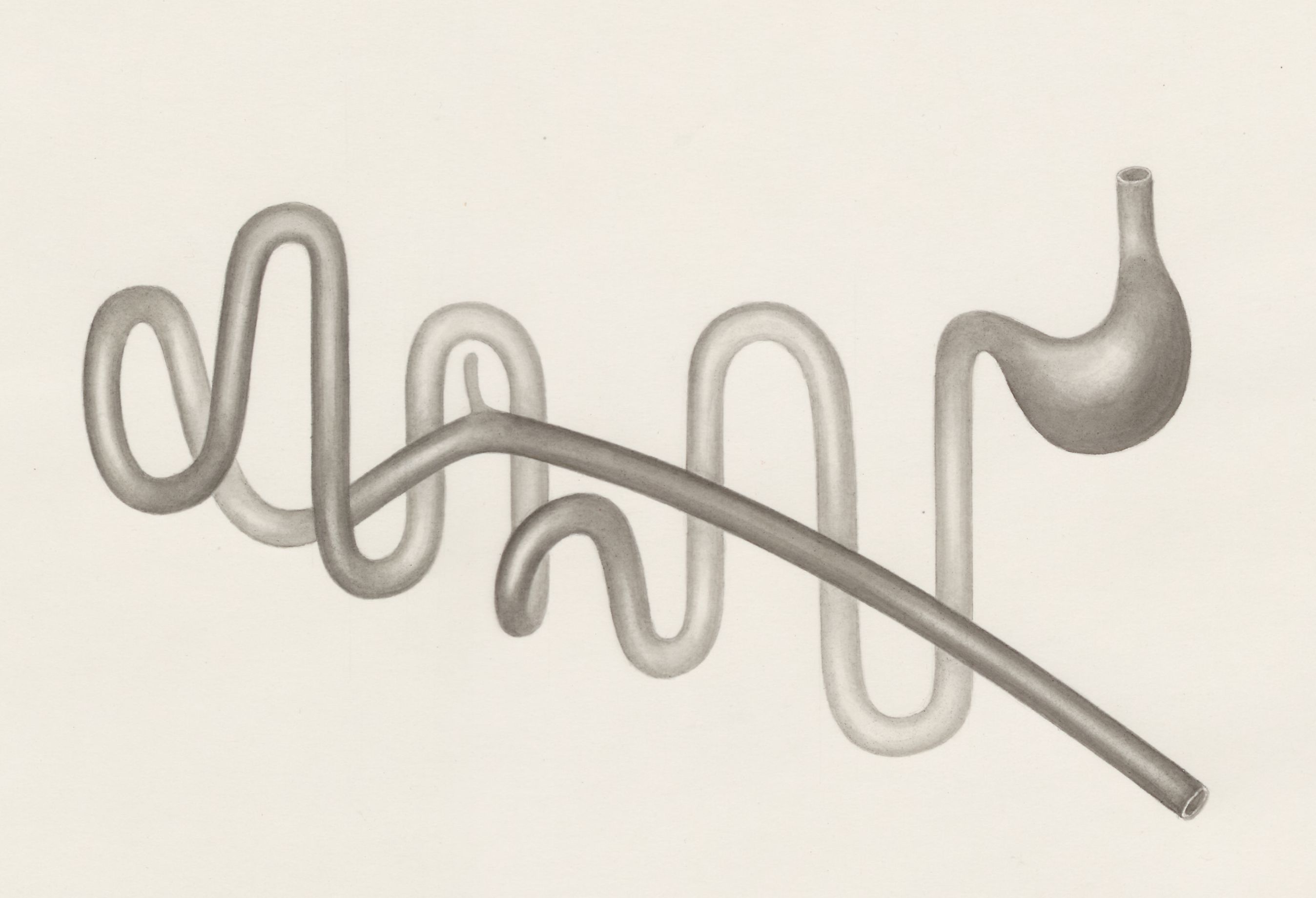 Digestive system