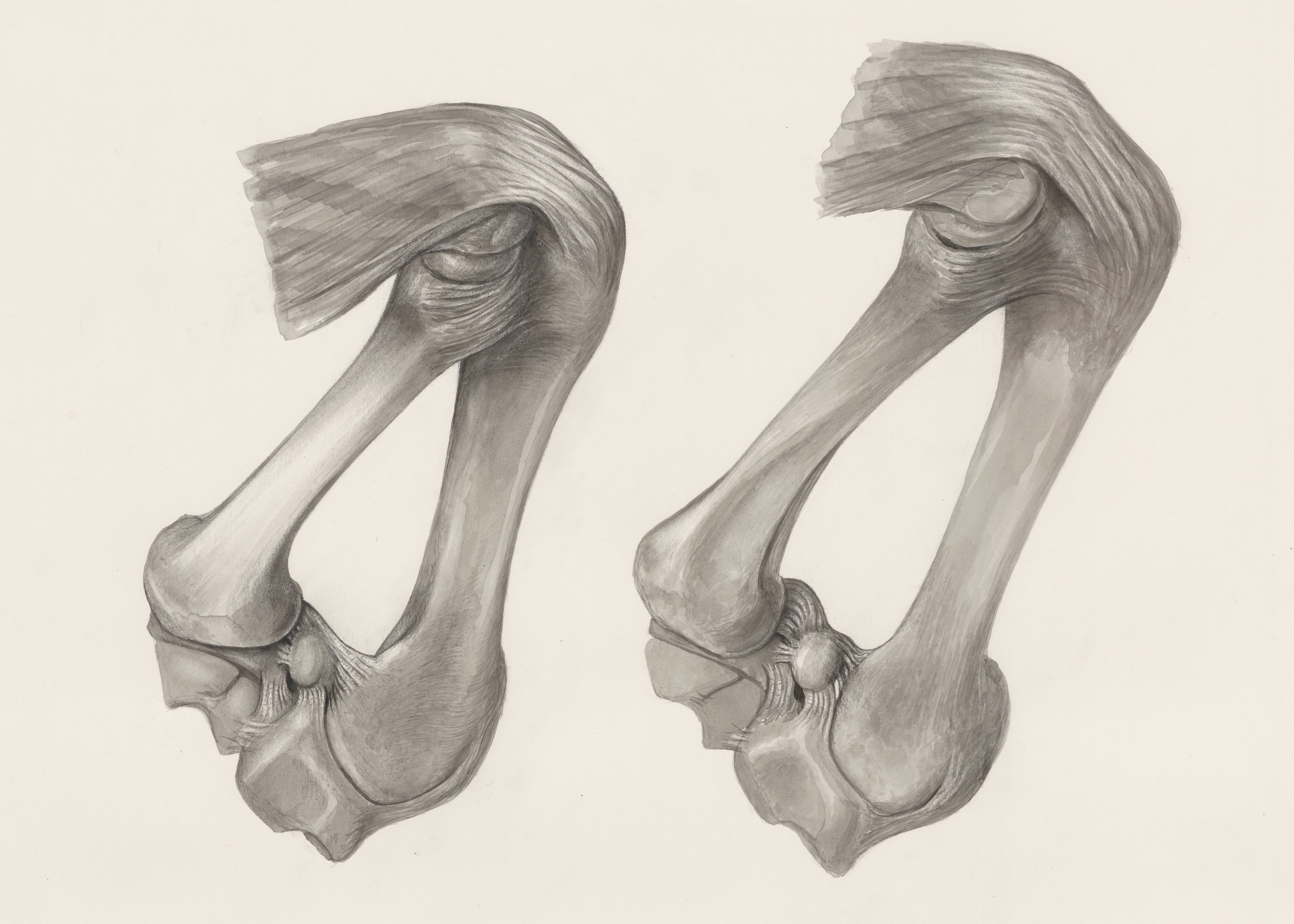 Muscular and bone tissue of the hand or fingers