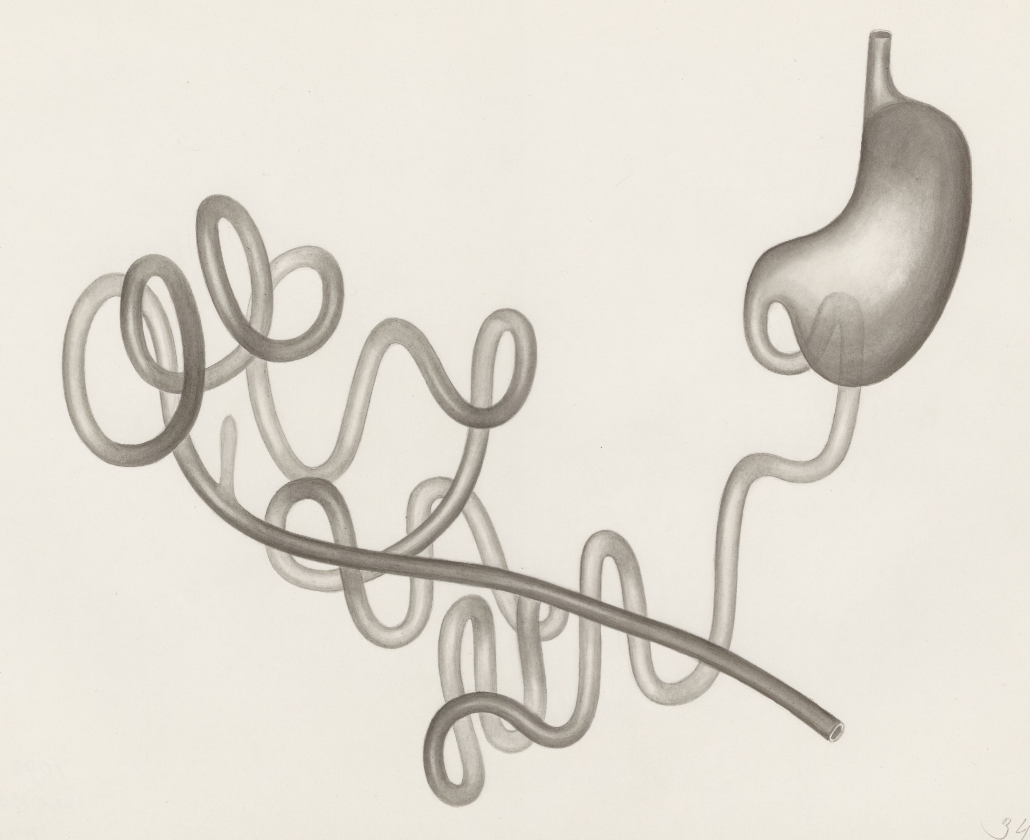 Digestive system