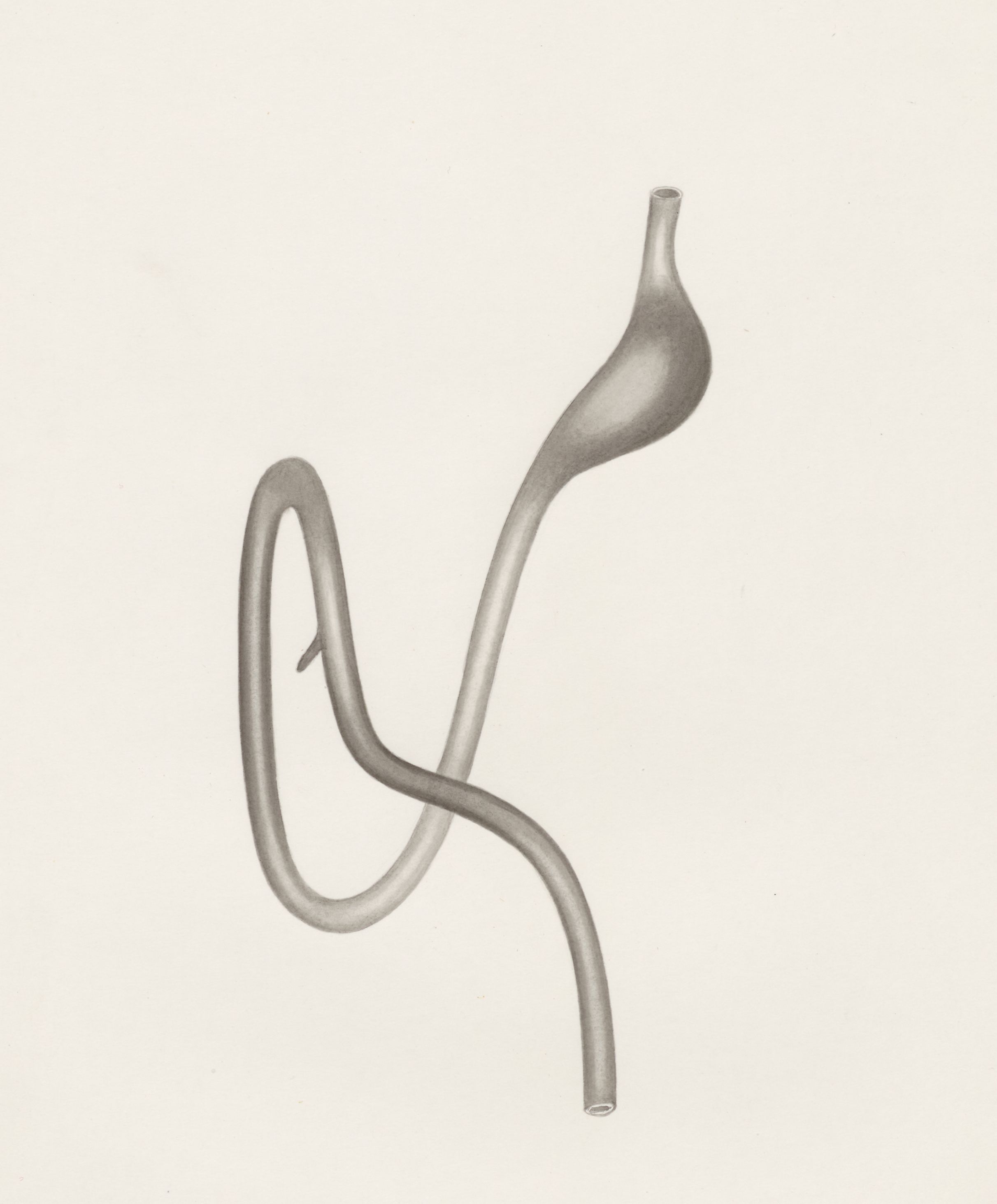 Digestive system