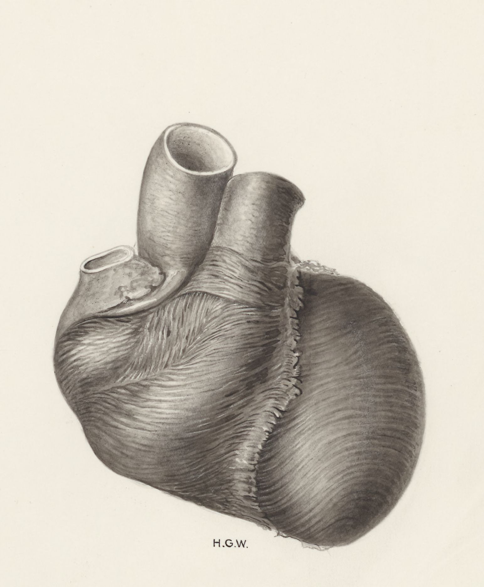 Heart