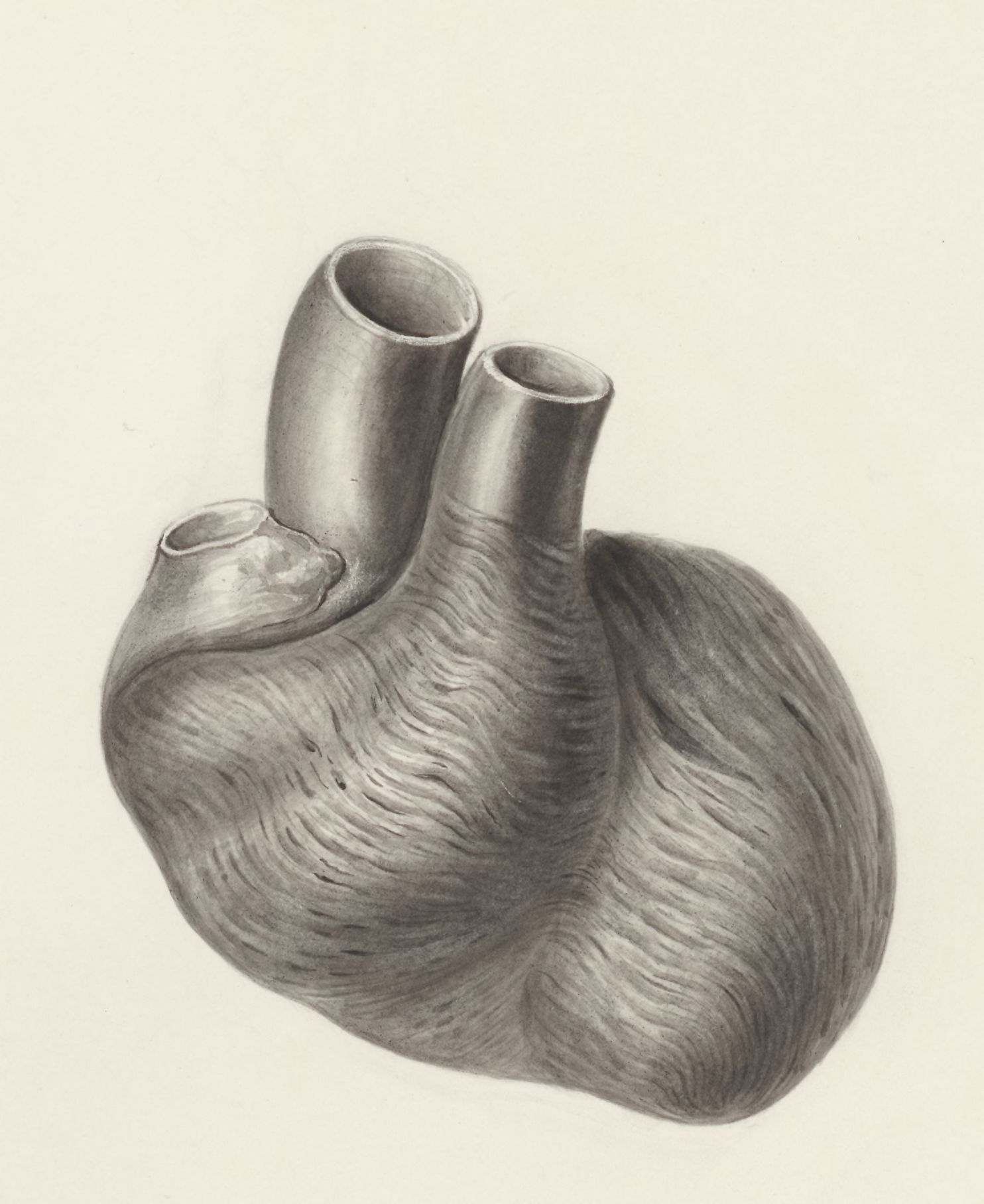 Heart