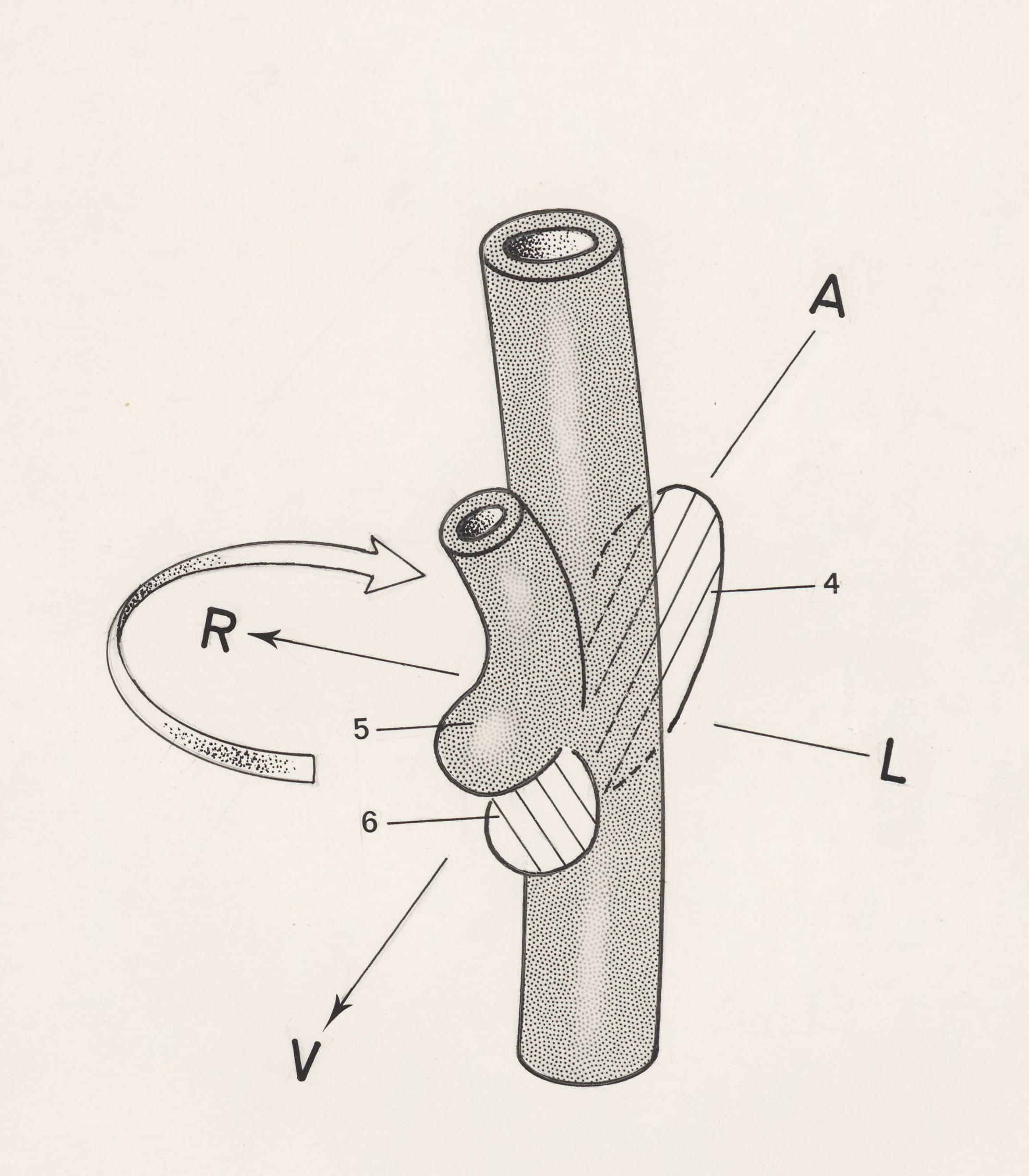 Pancreatic development of an embryo