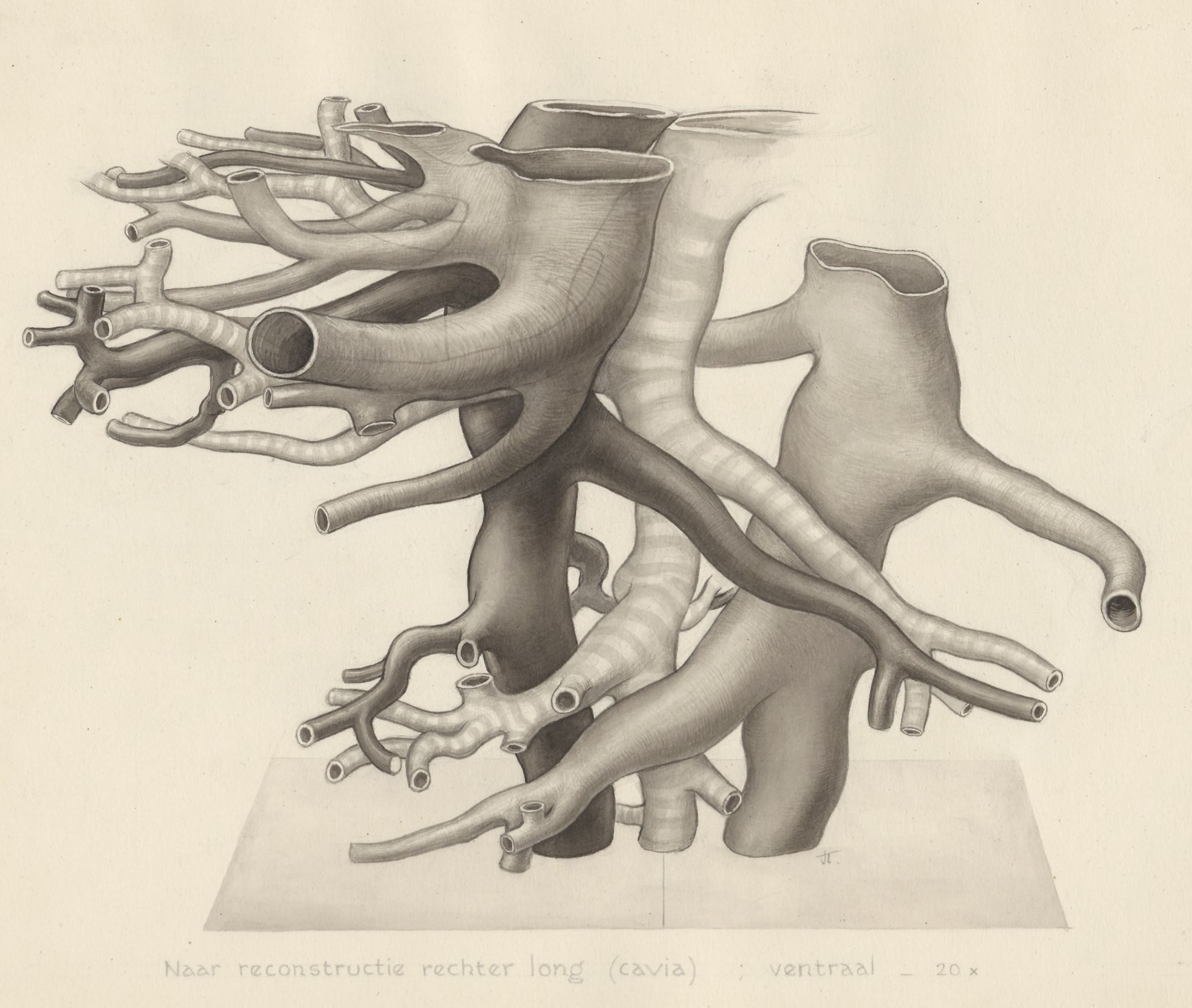 Bronchi