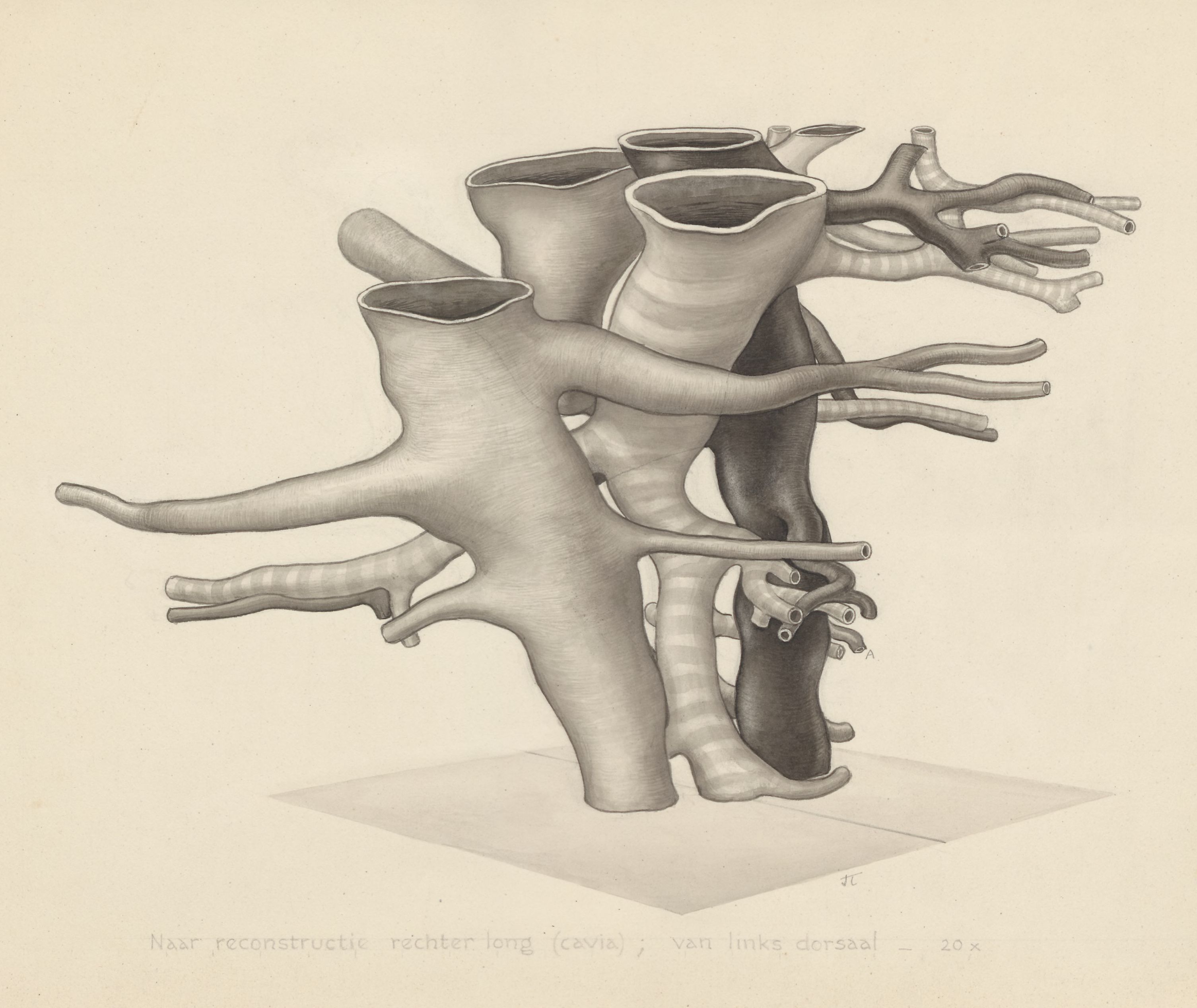 Bronchi