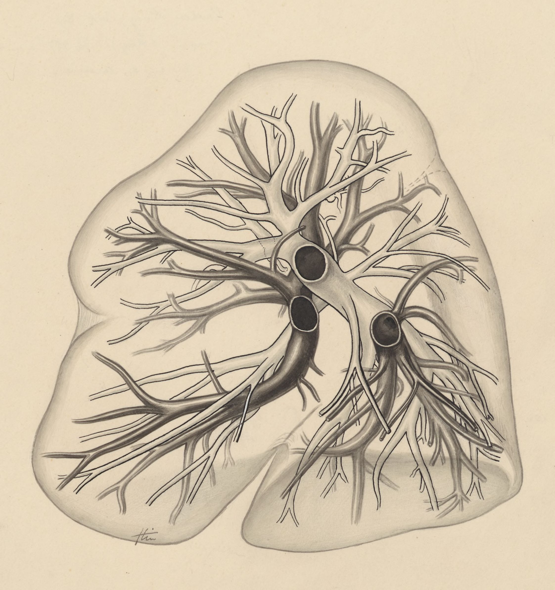 Bronchi