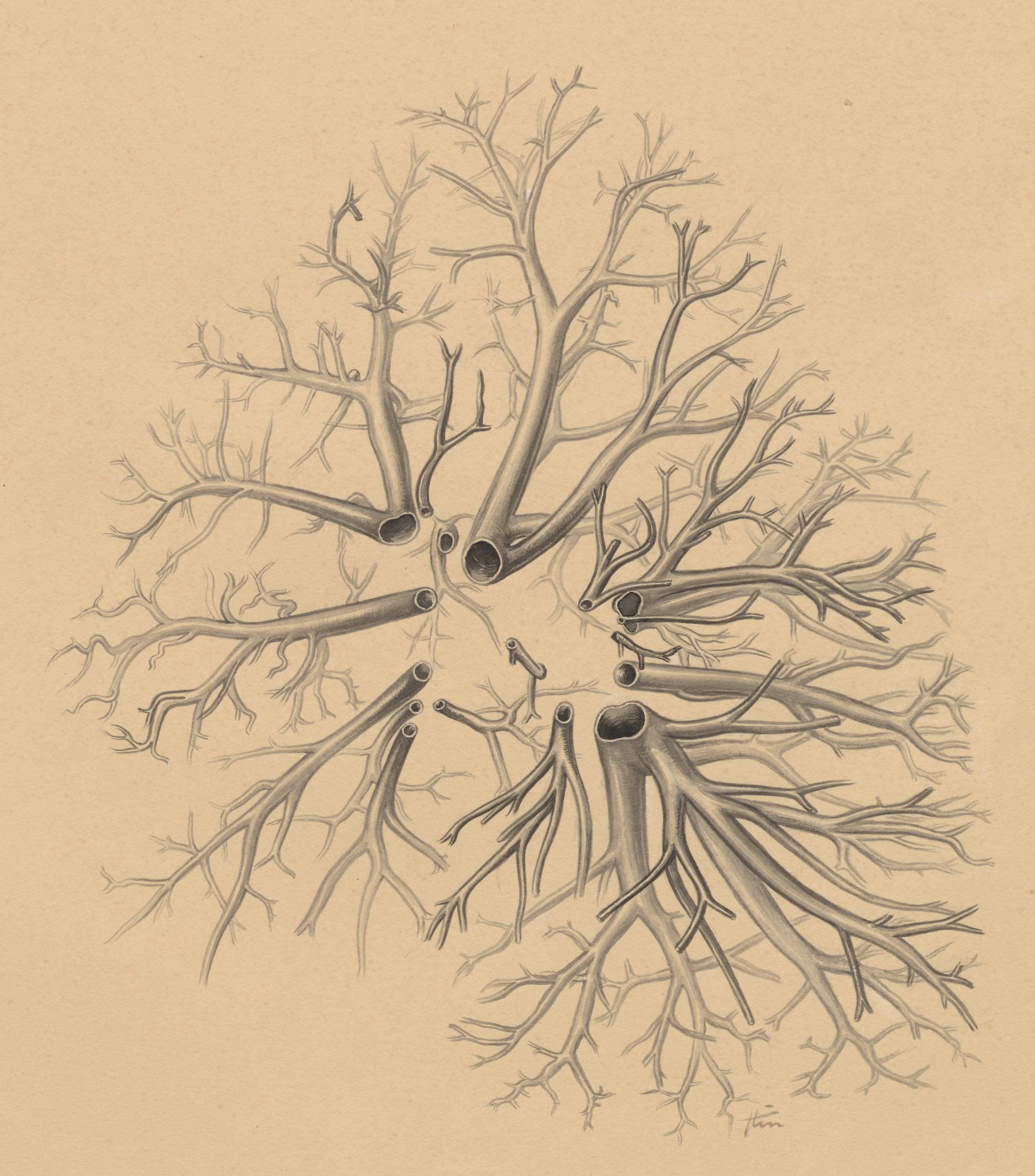 Bronchi