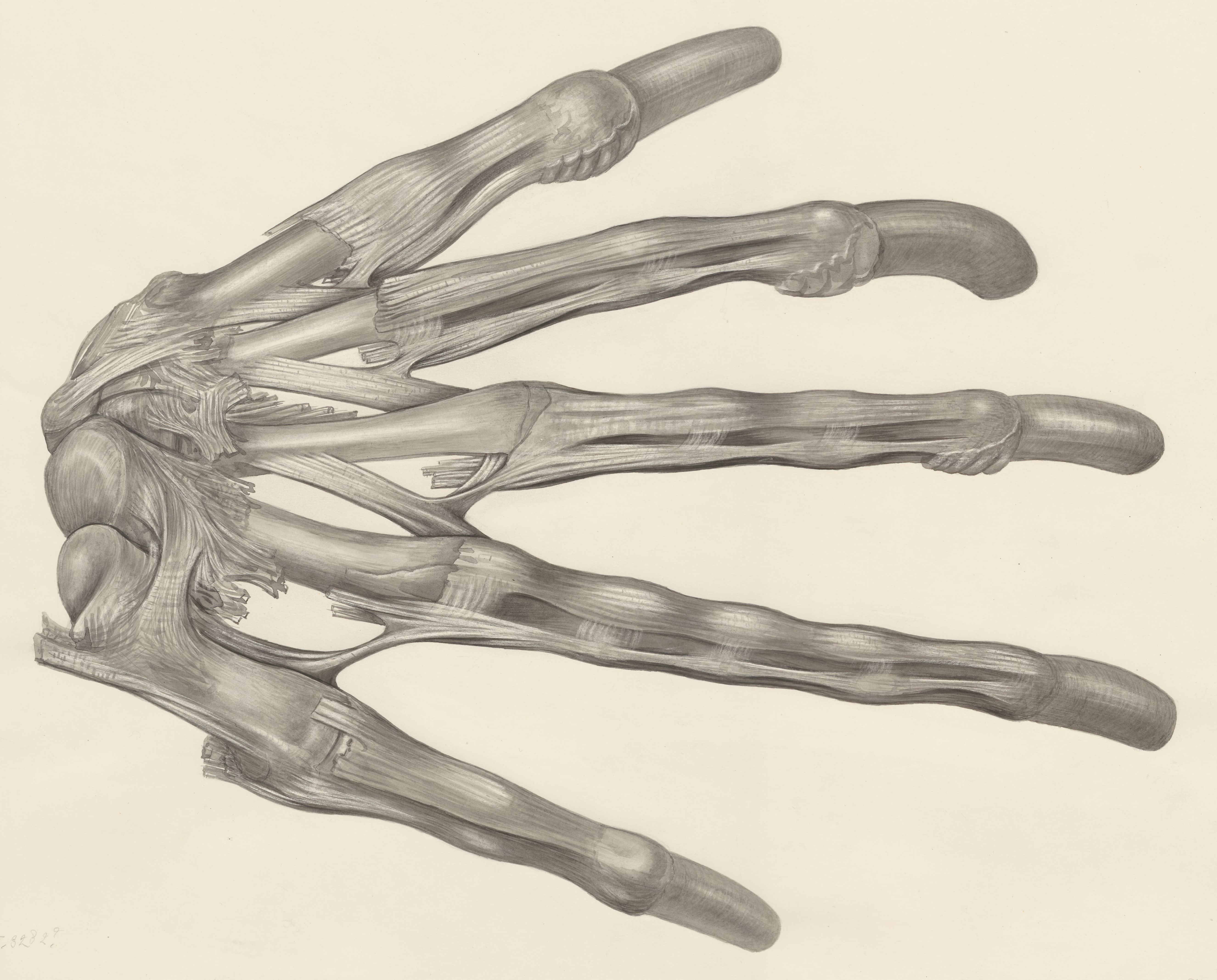 Muscular tissue of a lizards upper extremities