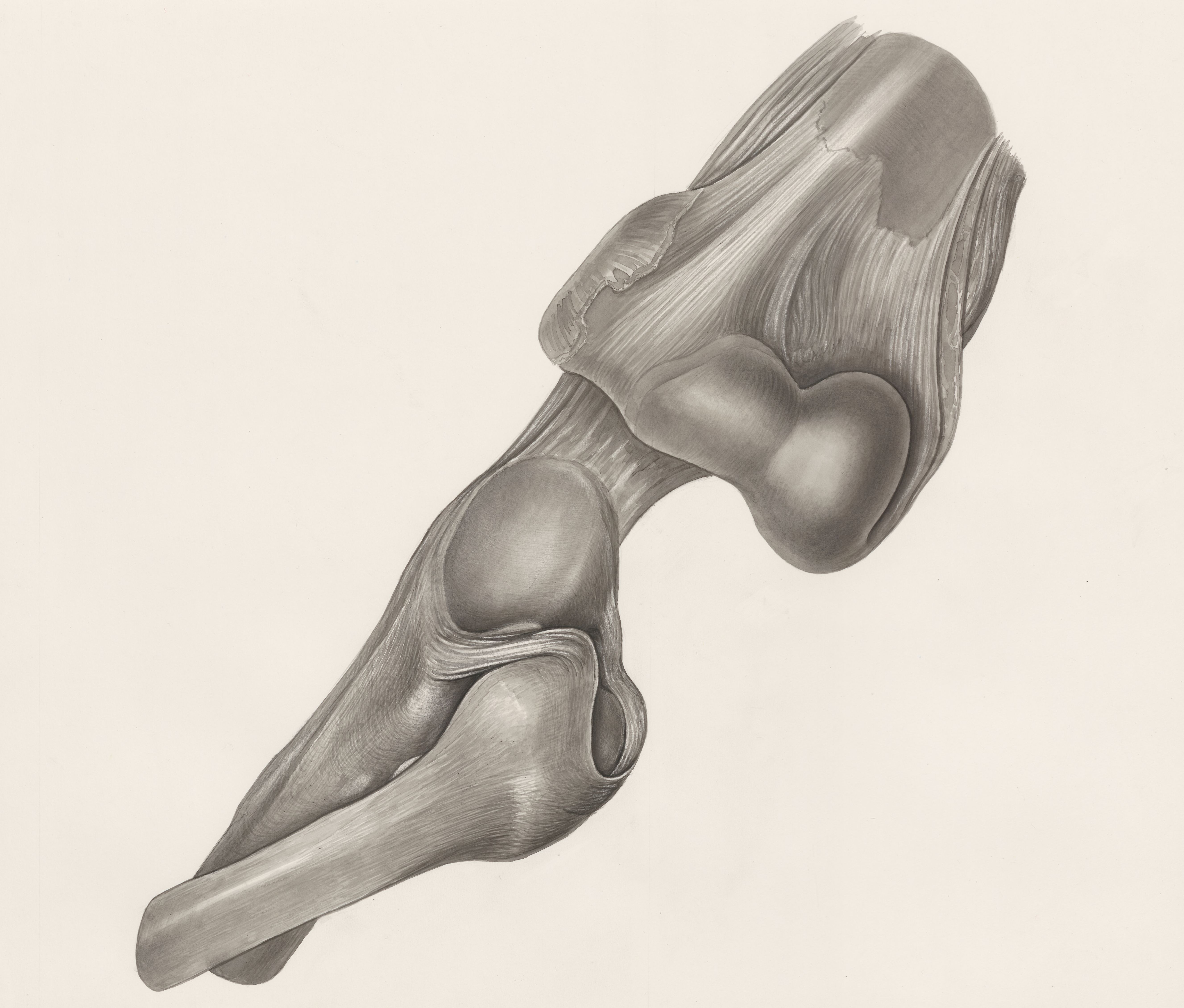 Muscular tissue of a lizards upper extremities