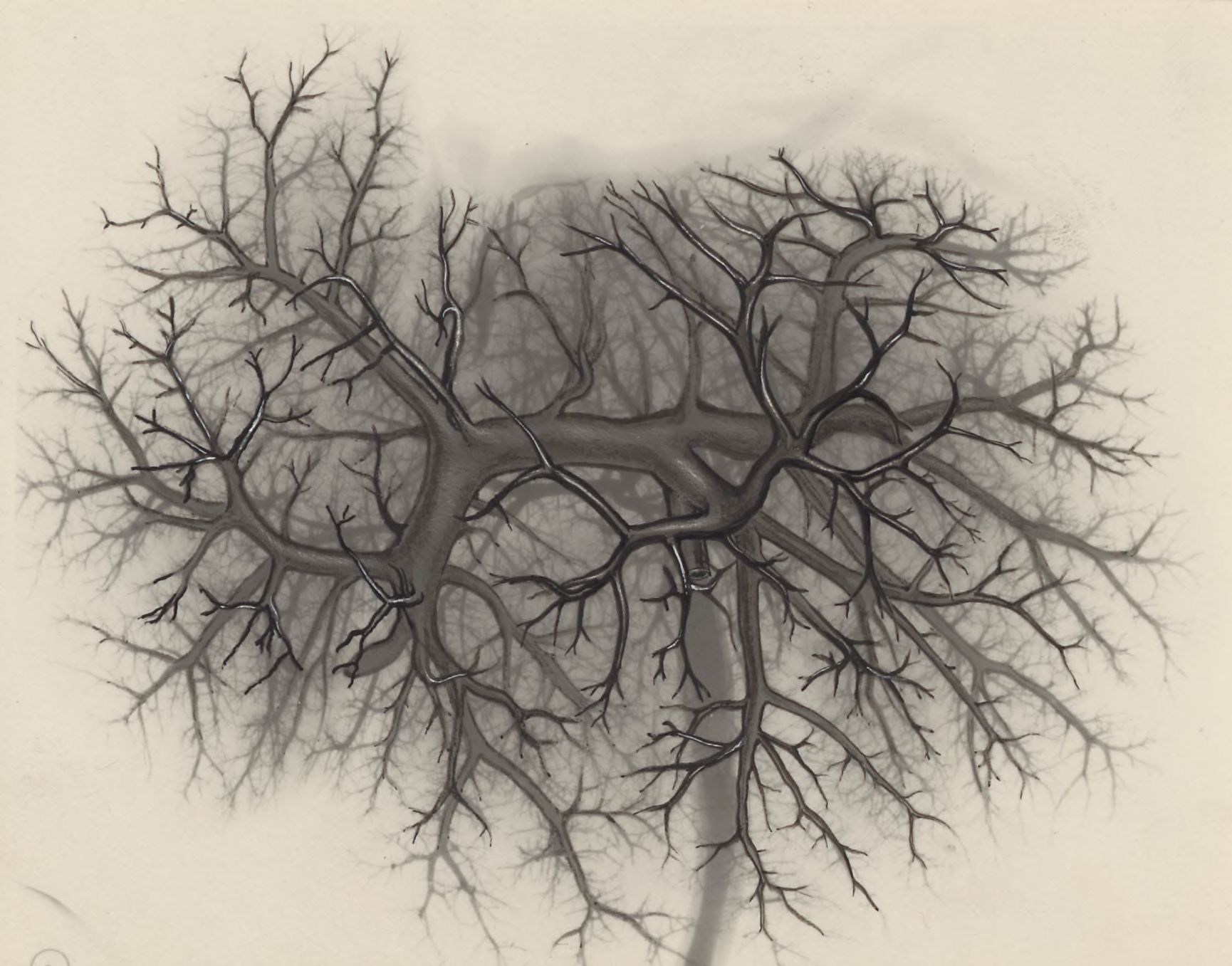 Bronchi