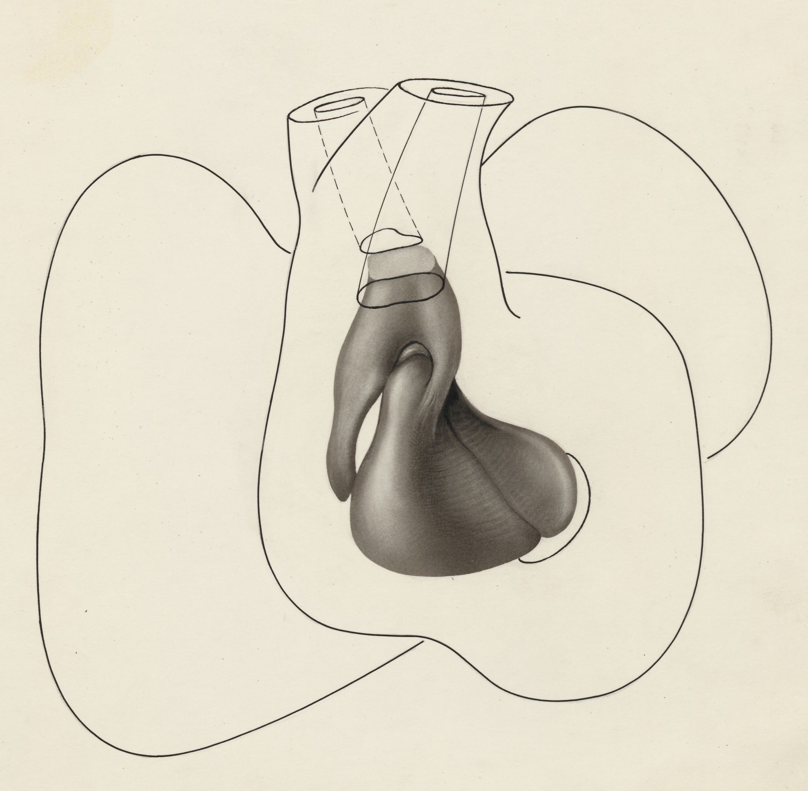 Embryonic heart