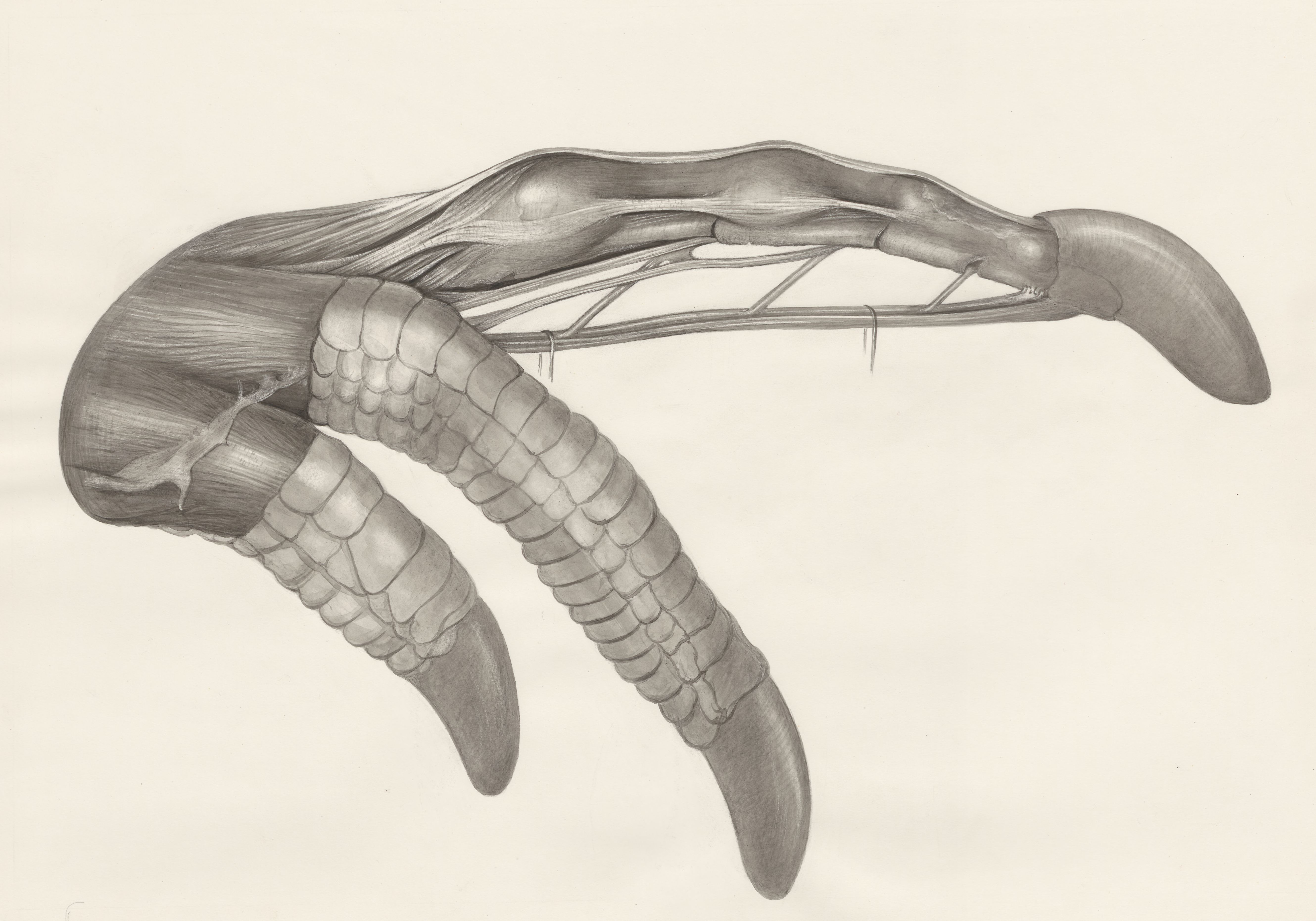 Muscular tissue of a lizards upper extremities
