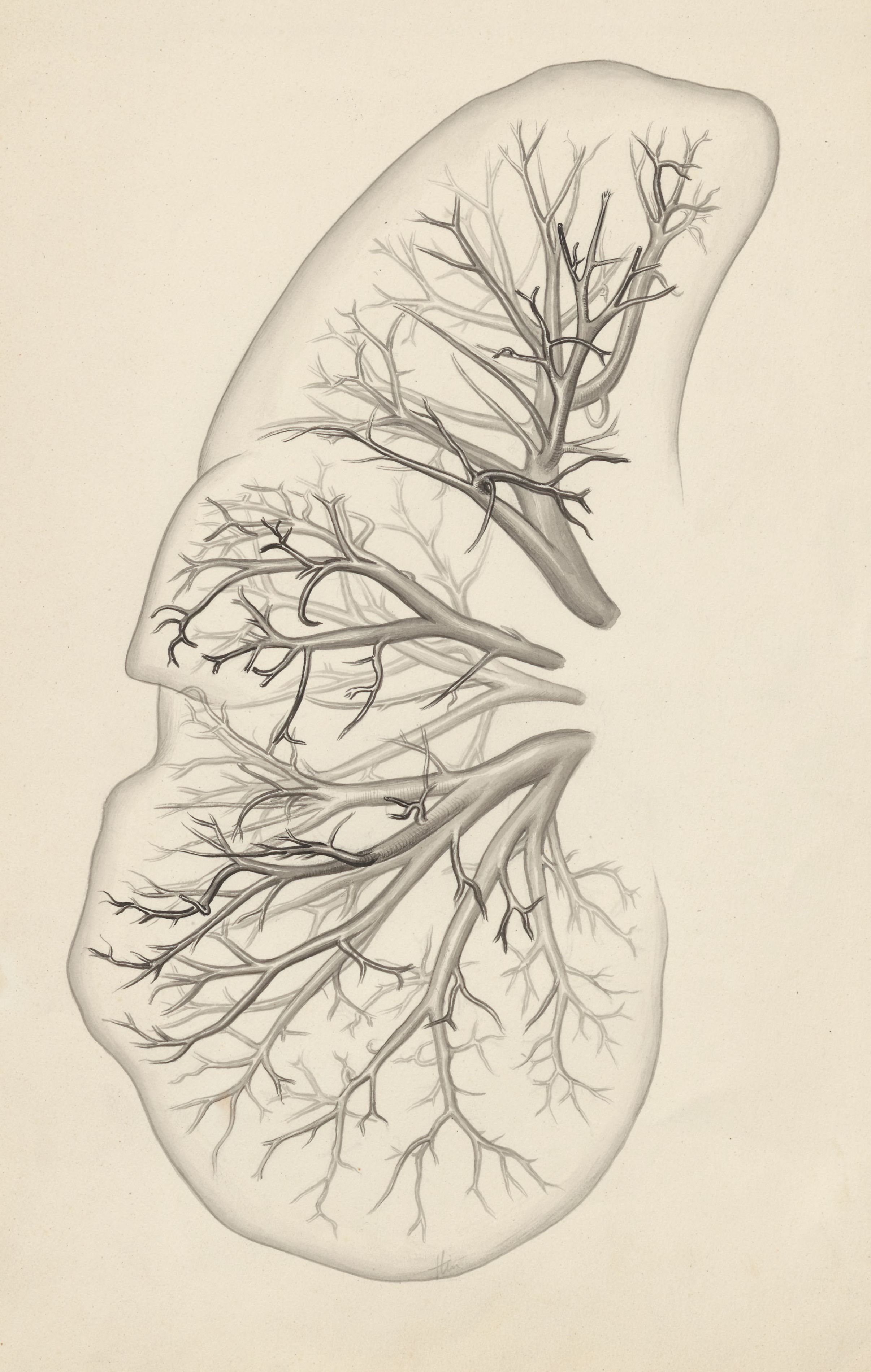Lungs