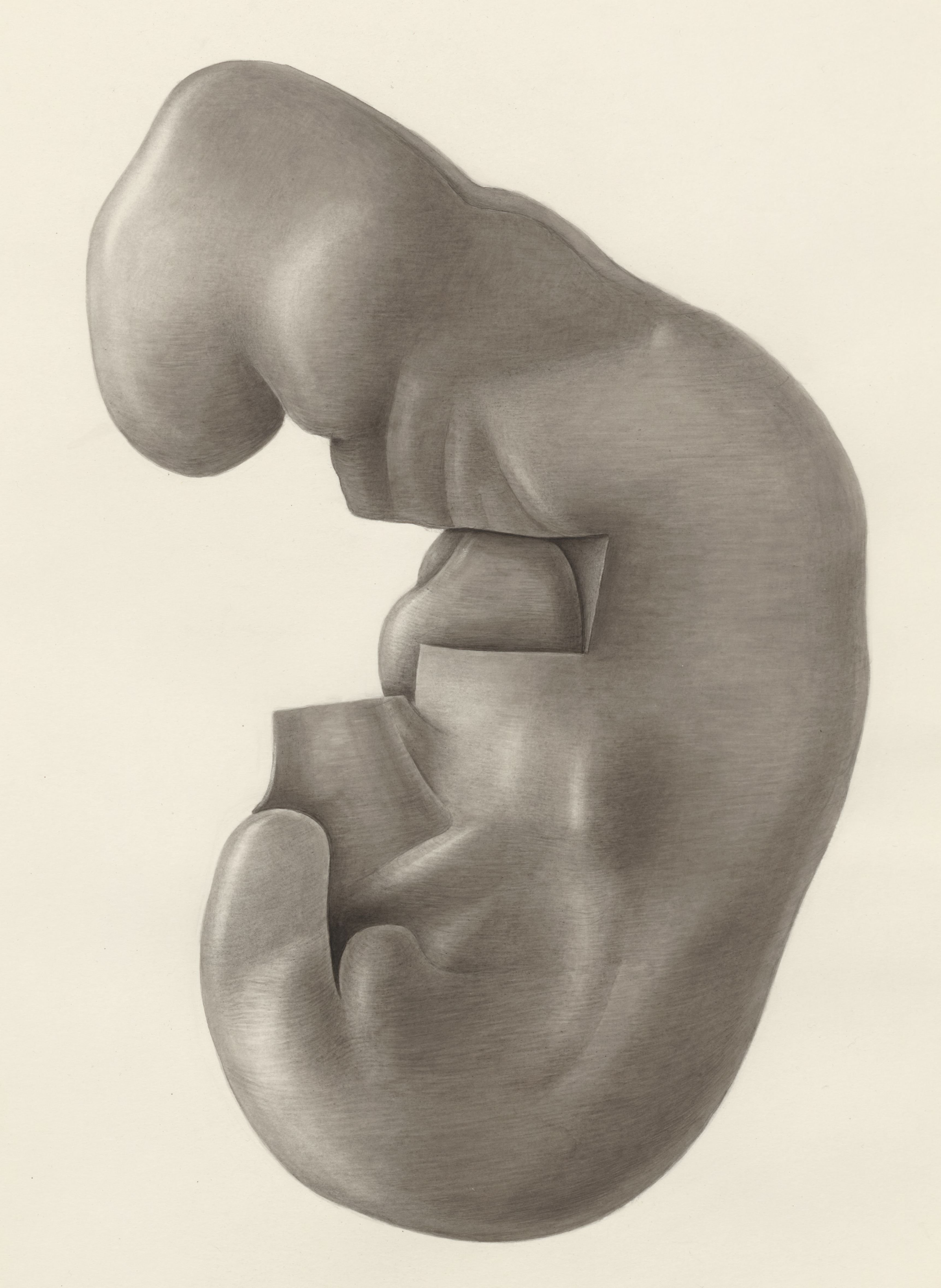 Human embryo
