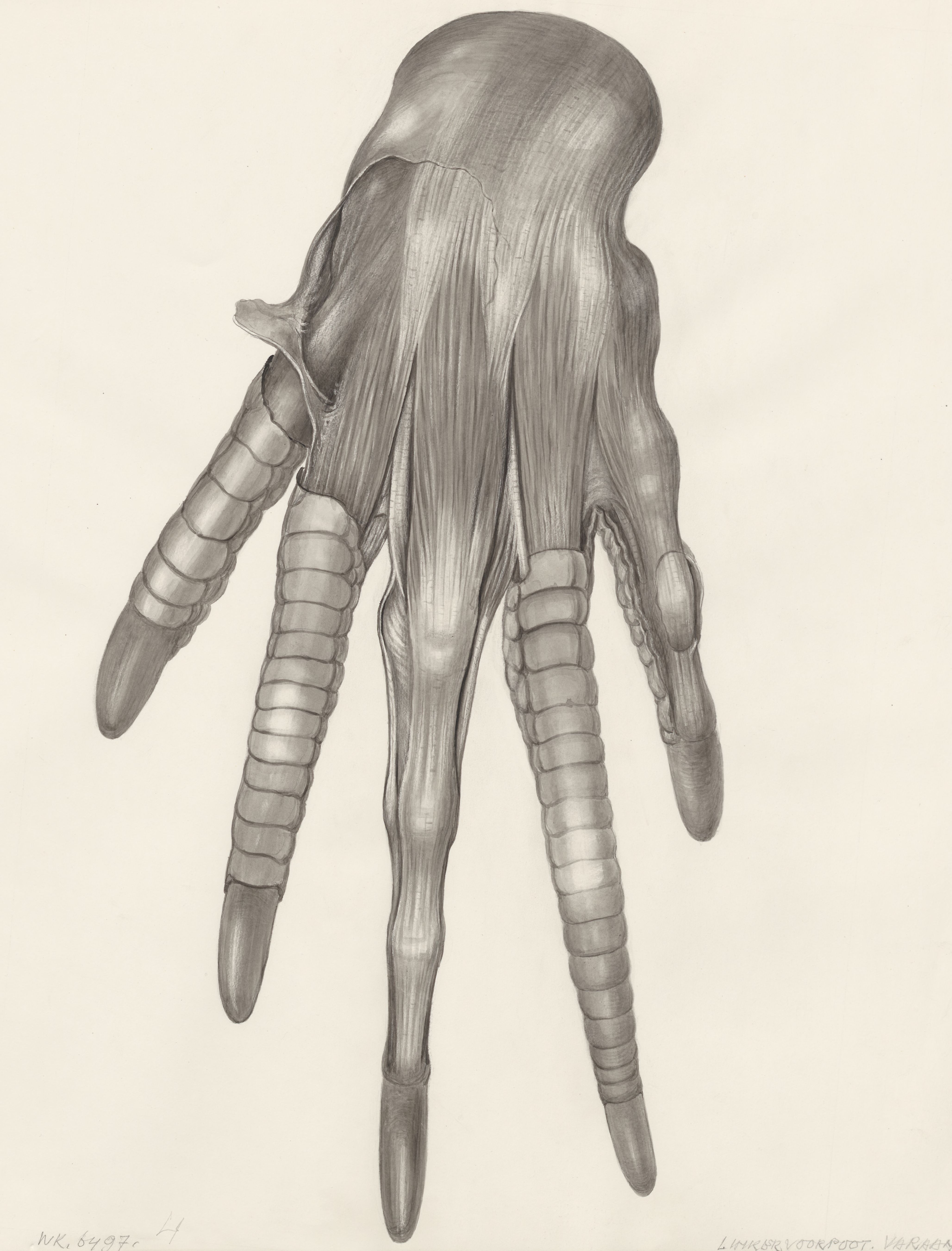 Muscular tissue of a lizards upper extremities