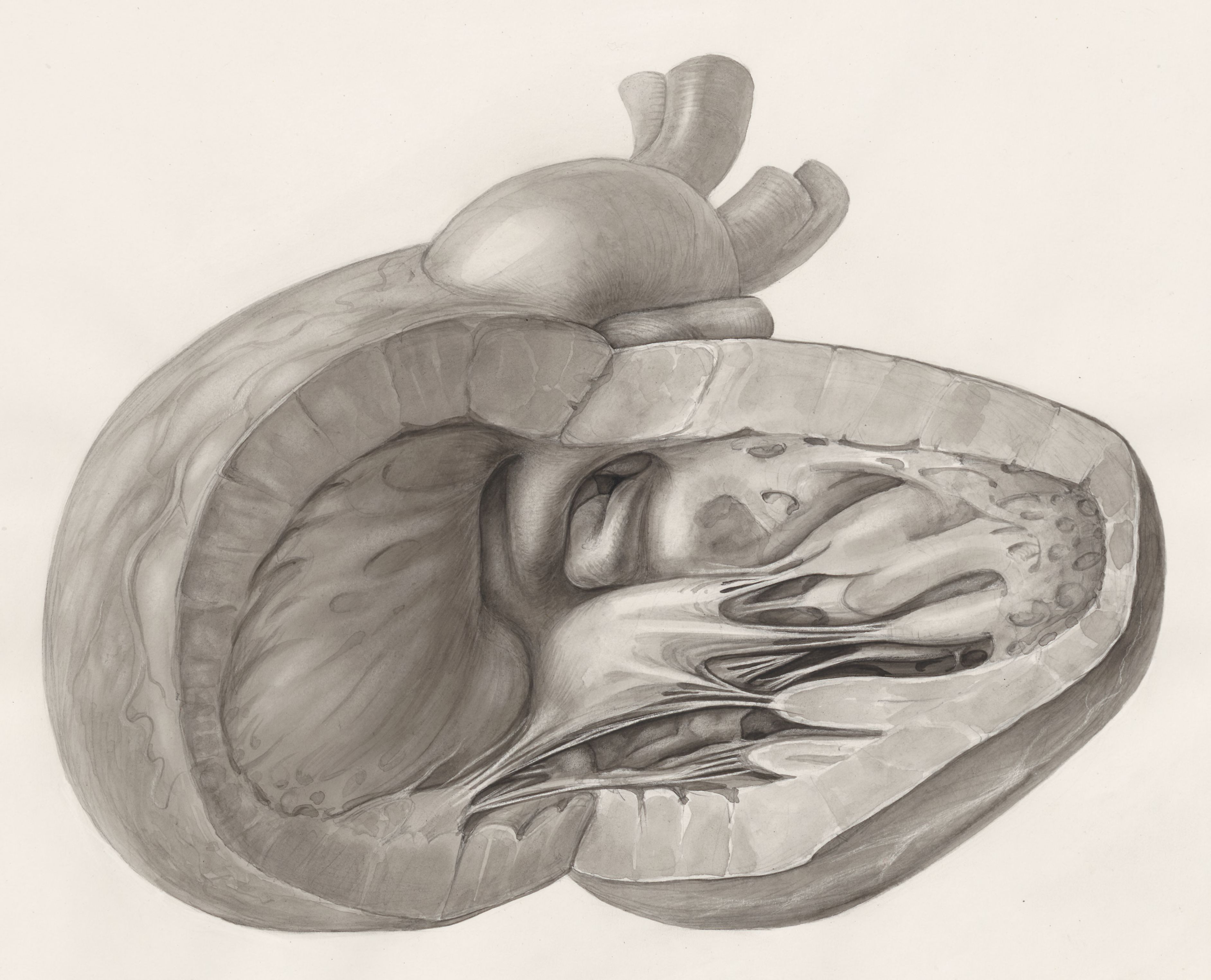 Heart