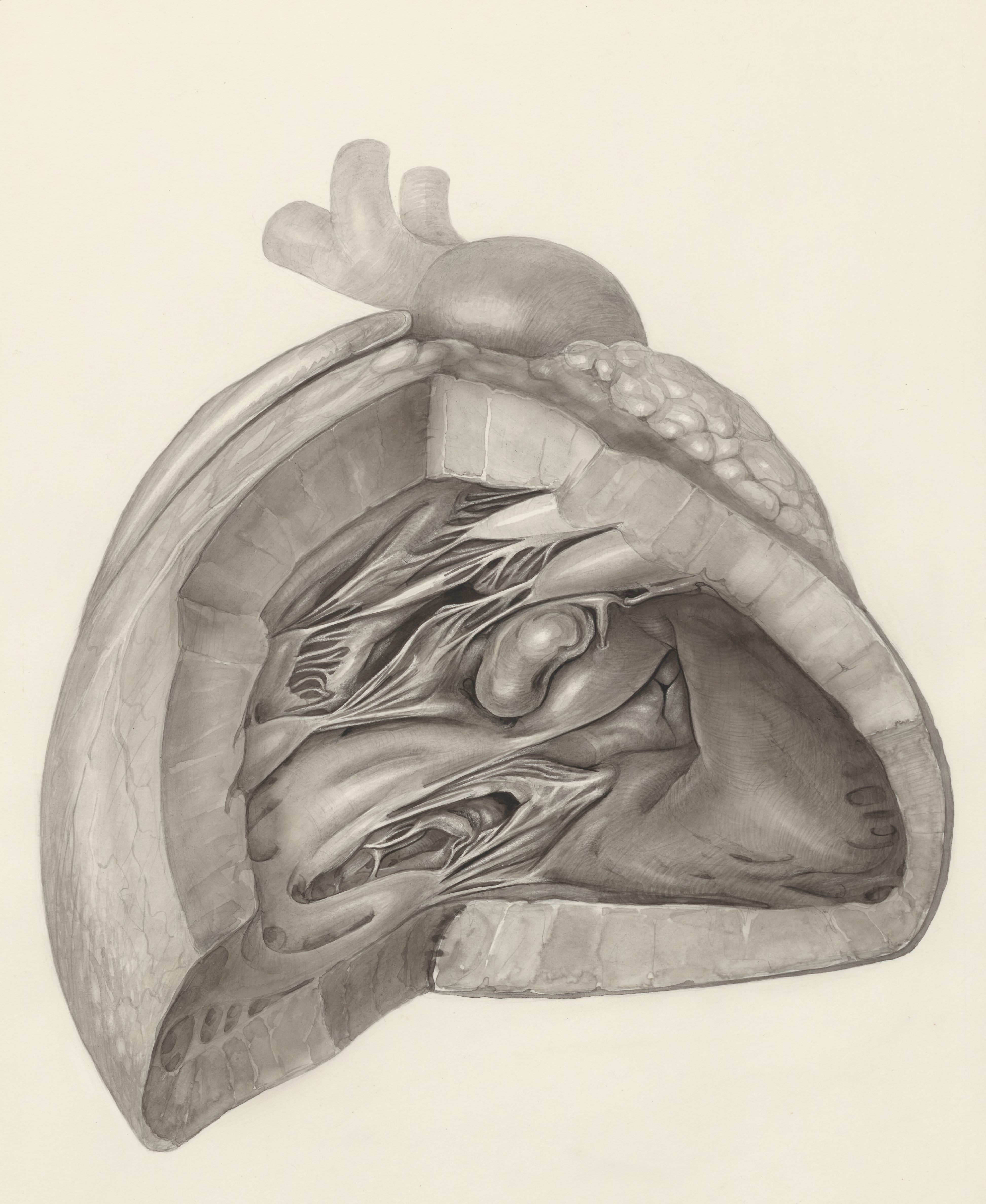 Heart