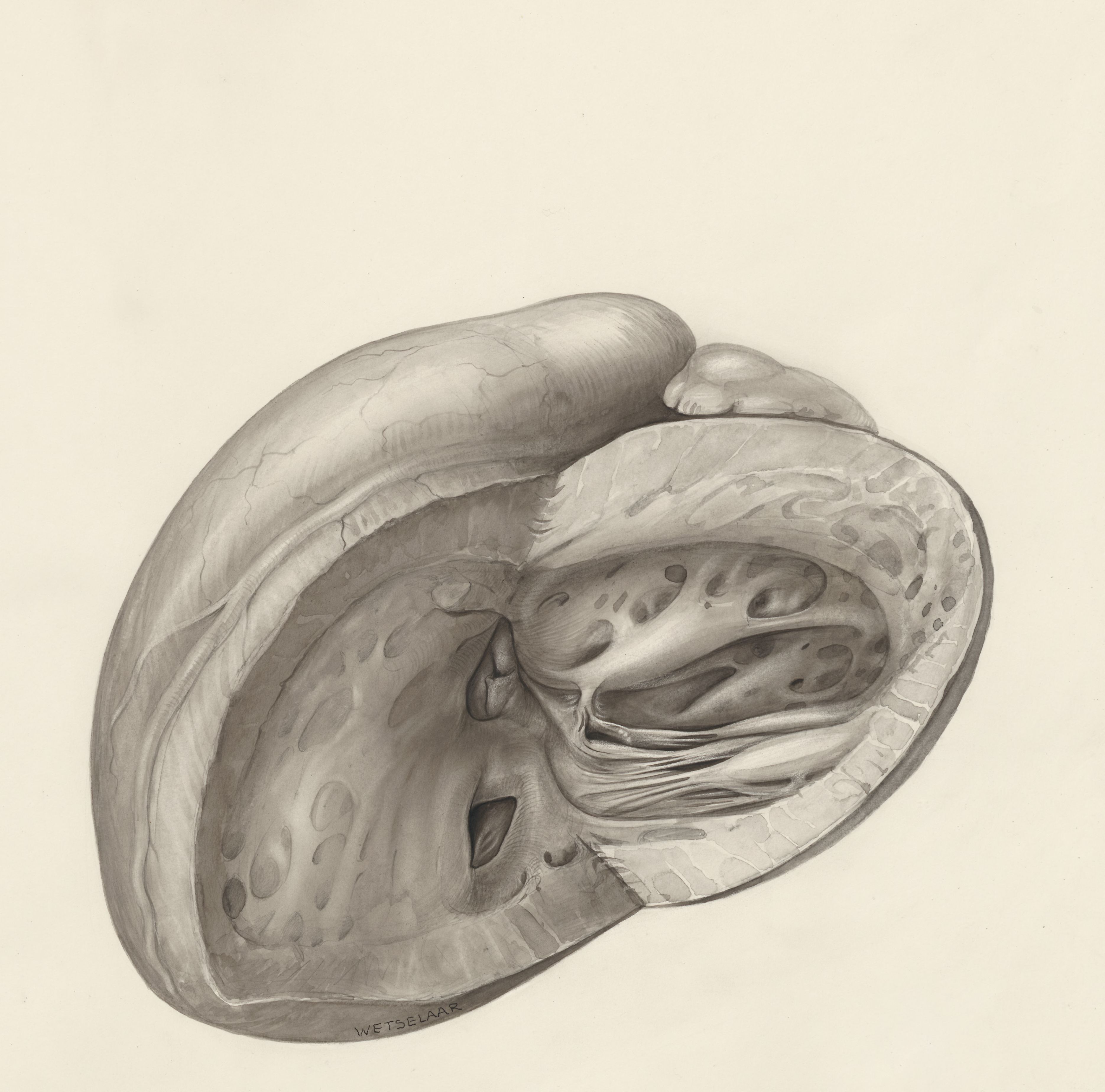Heart