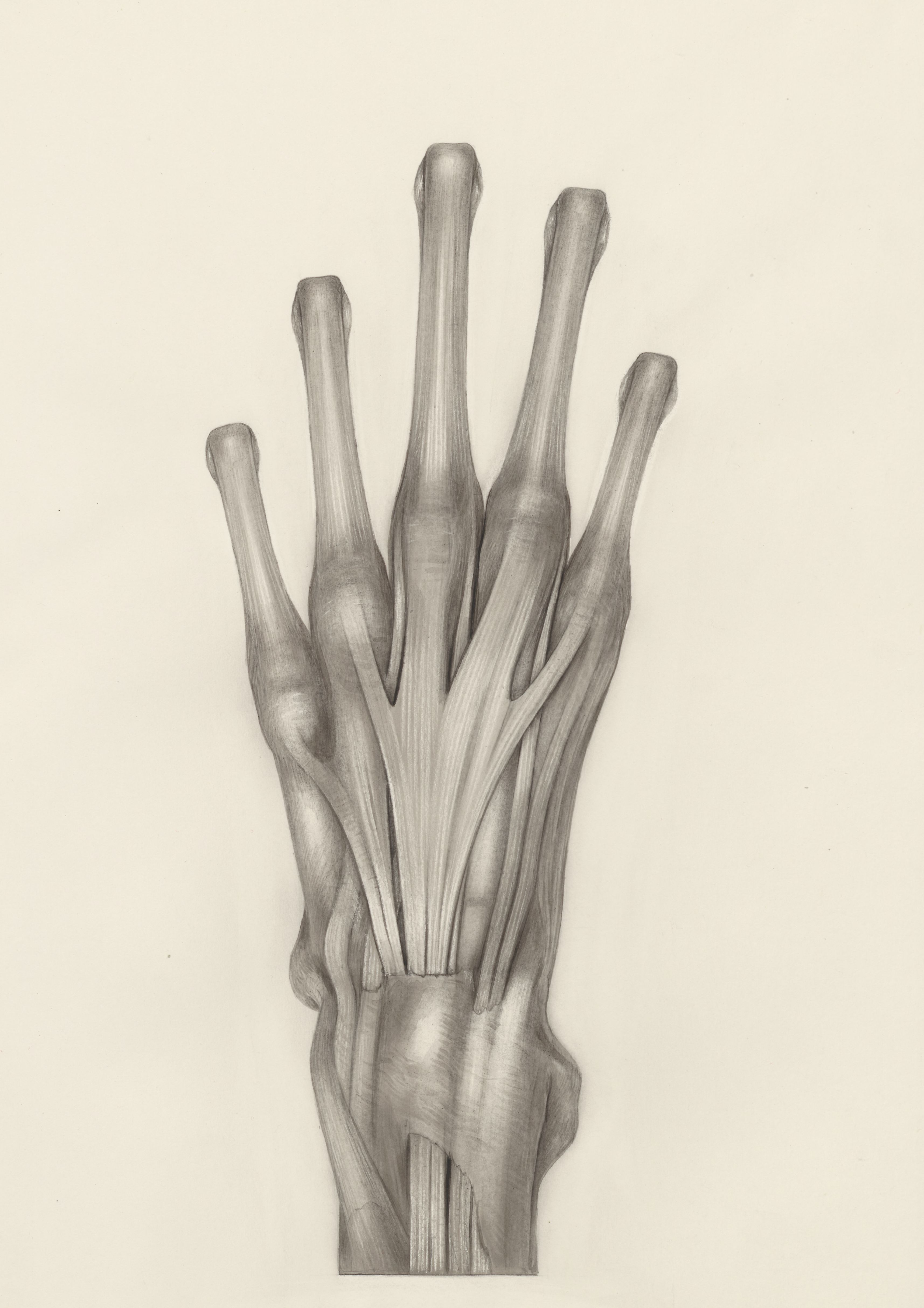 Muscular tissue of a mammal's upper extremities