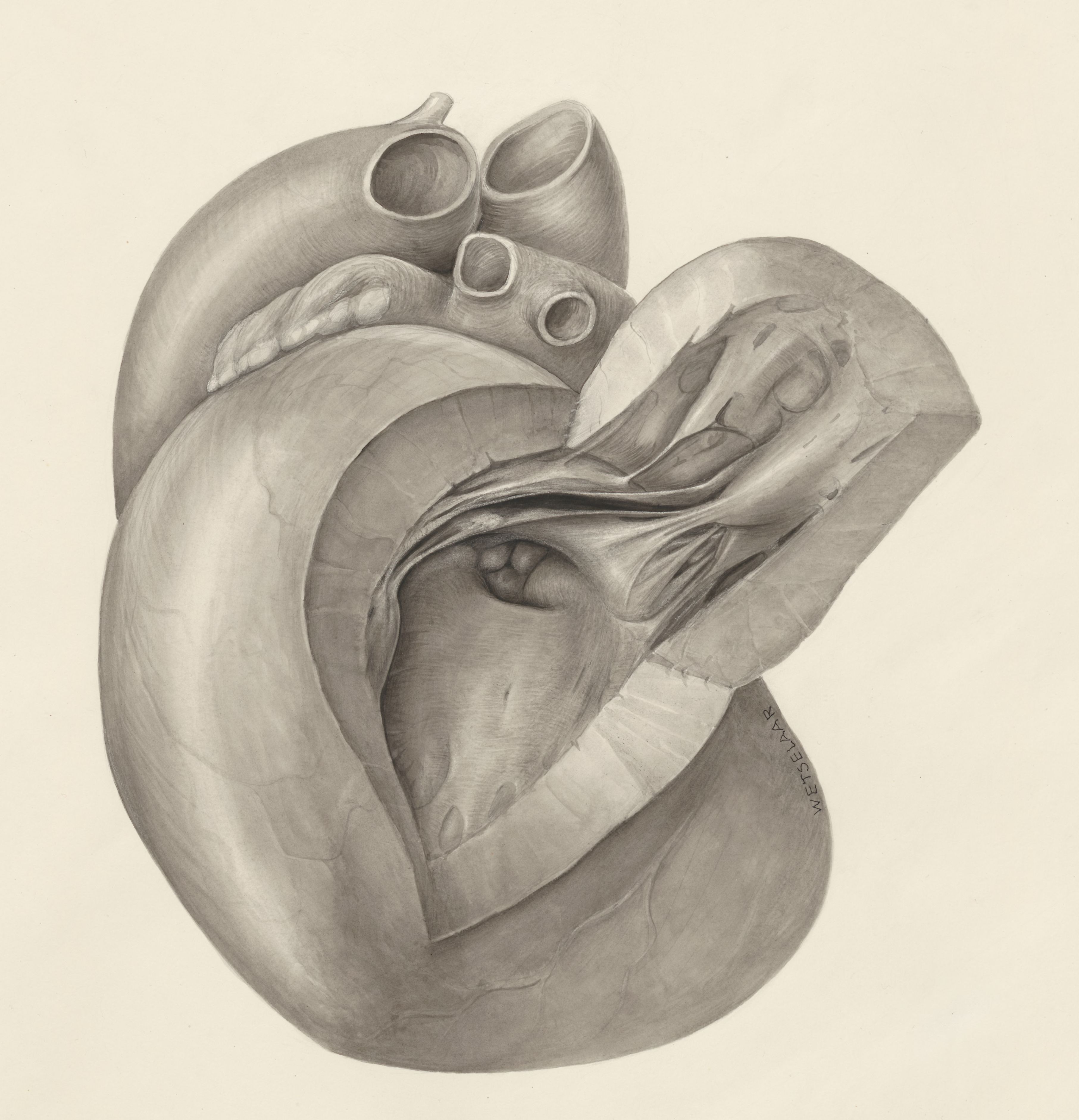 Heart