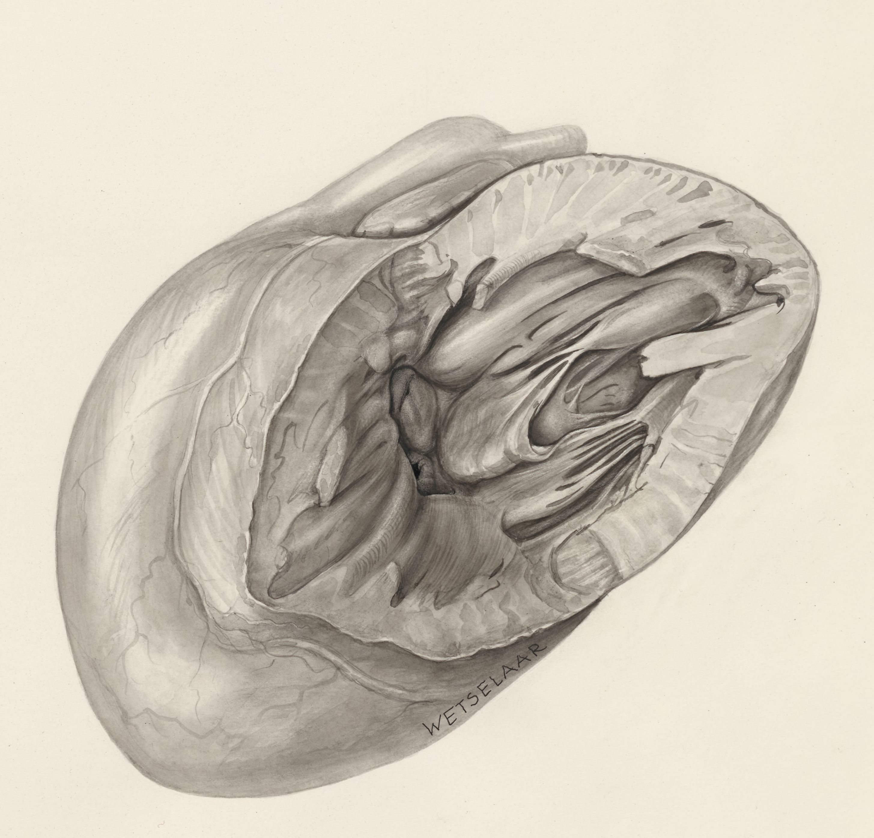 Heart