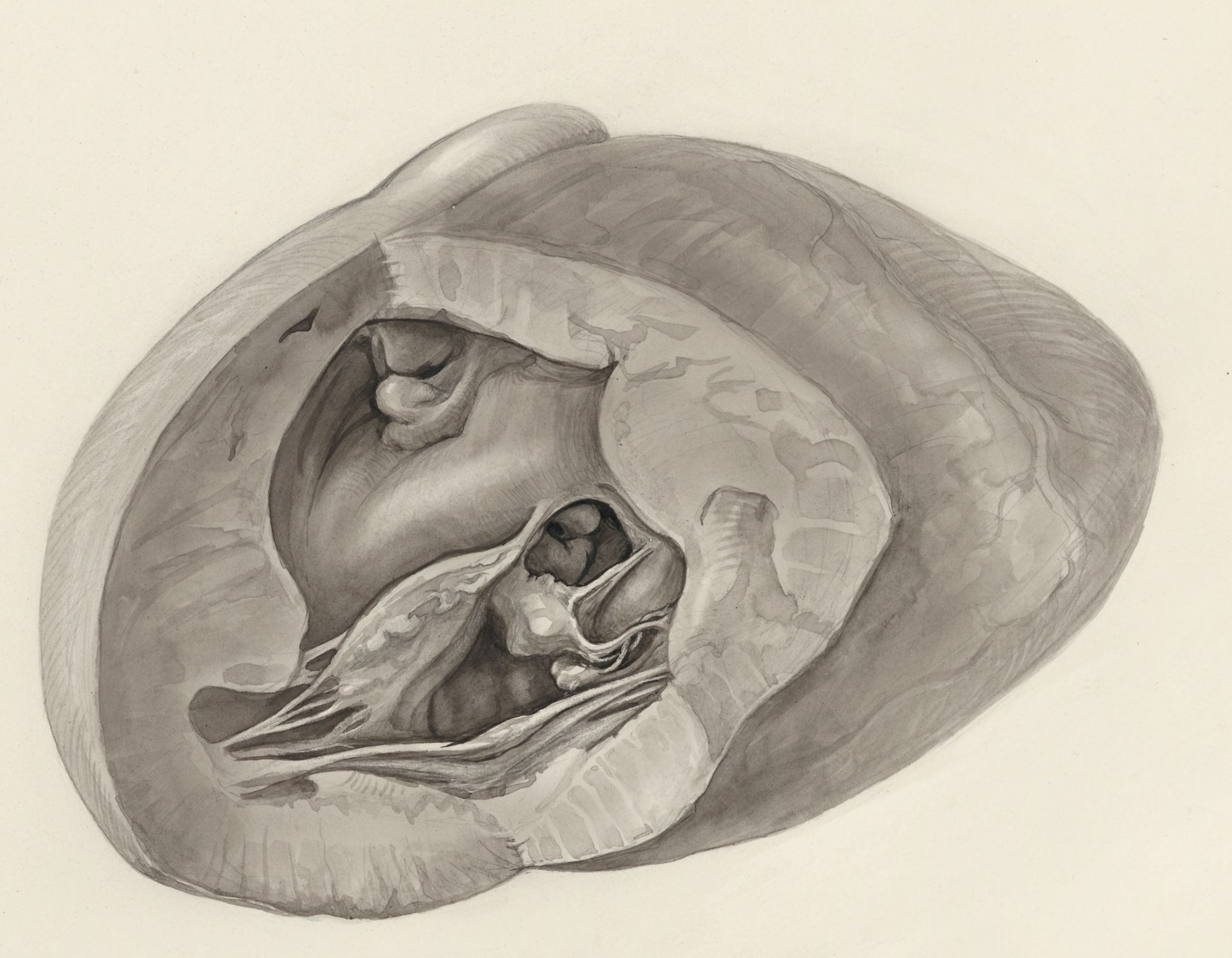 Heart