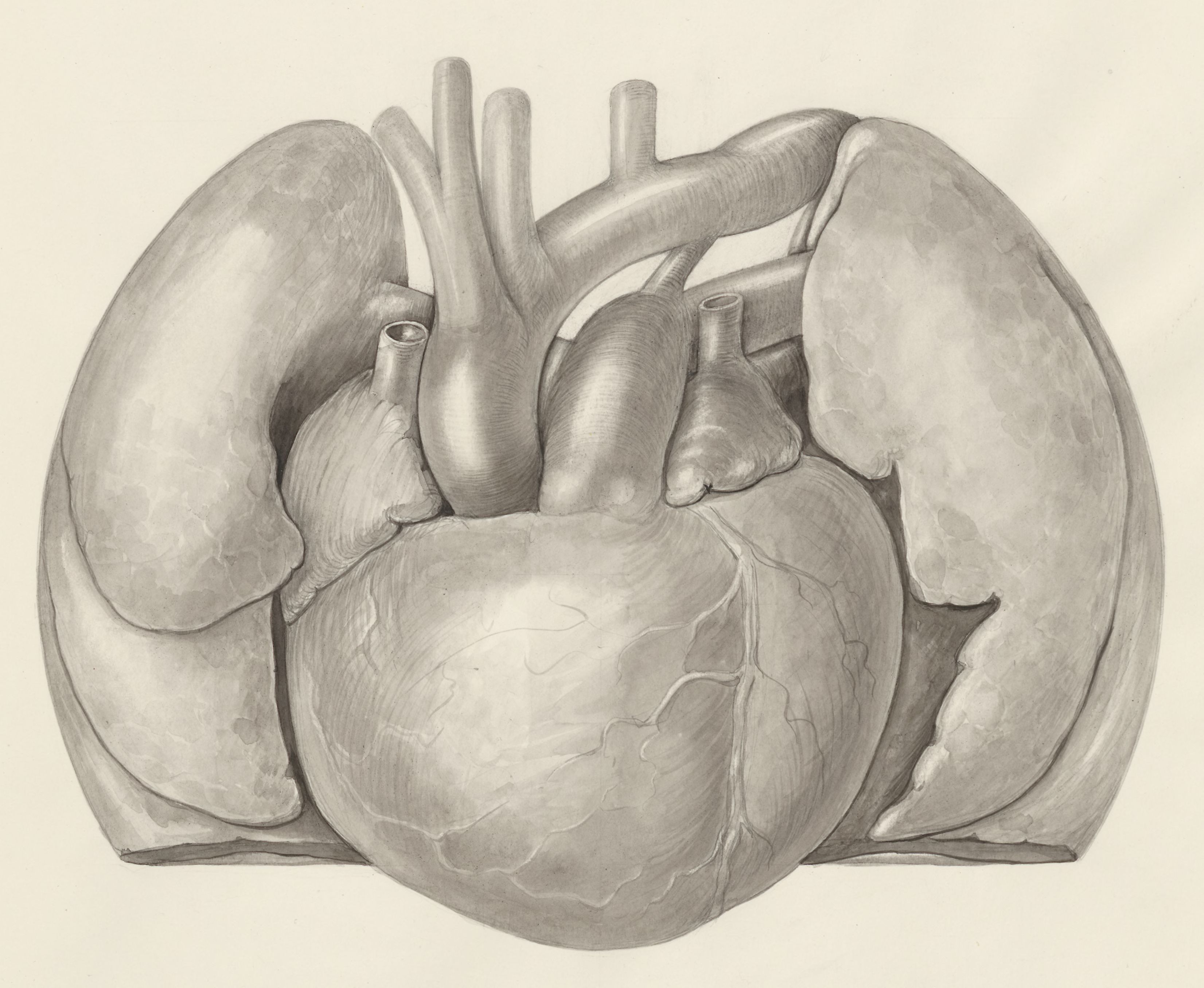 Heart and adjacent organs