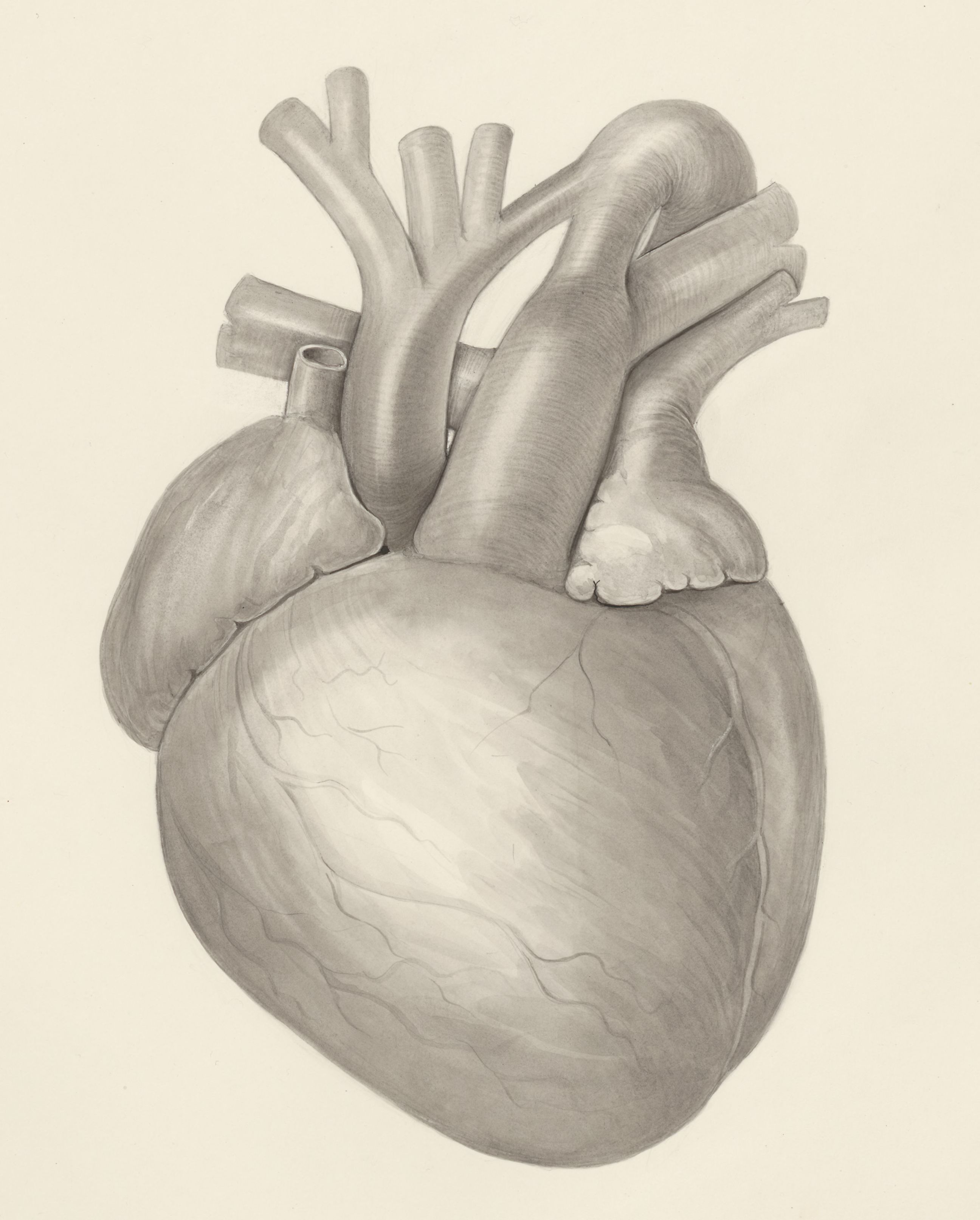 Heart
