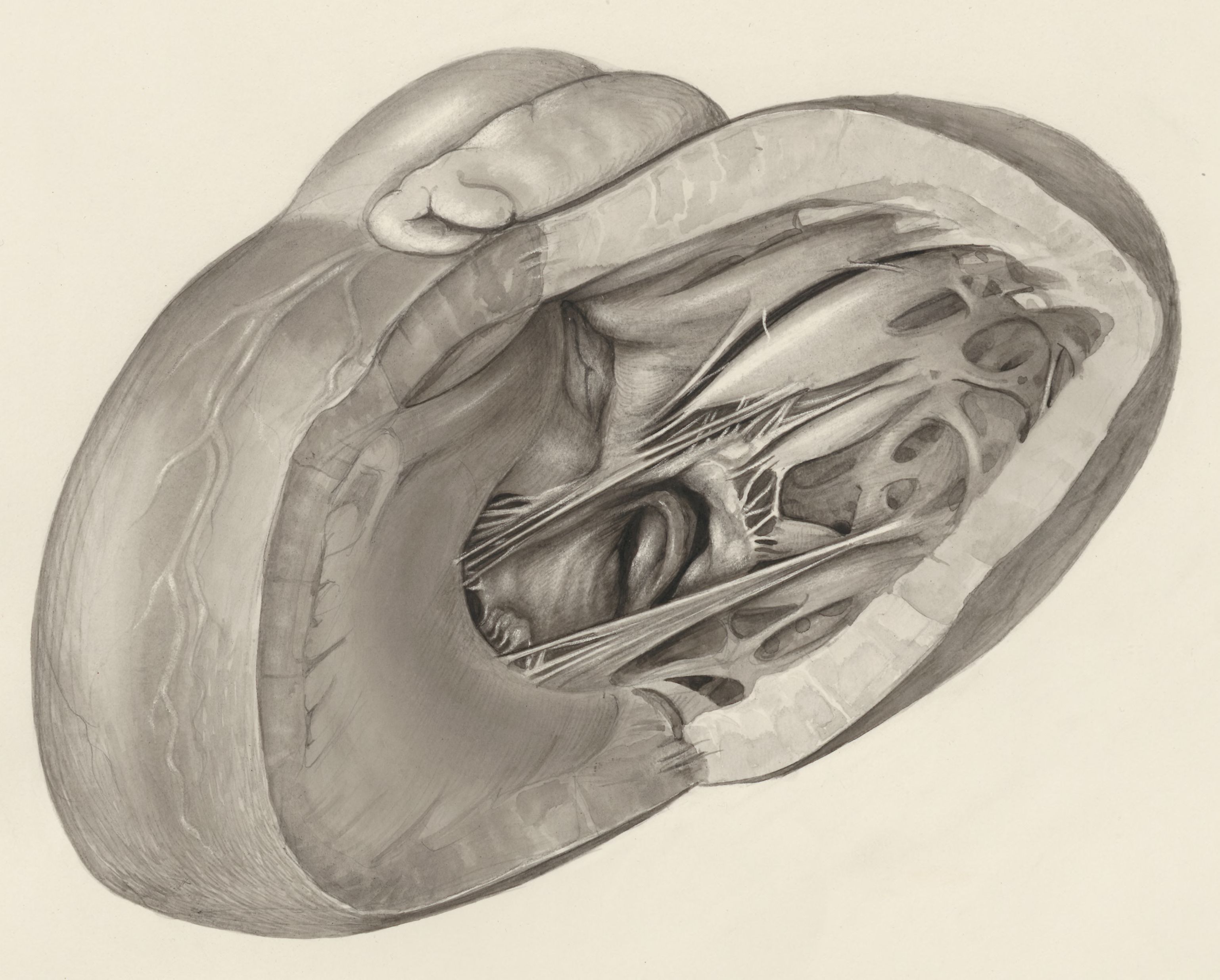 Heart