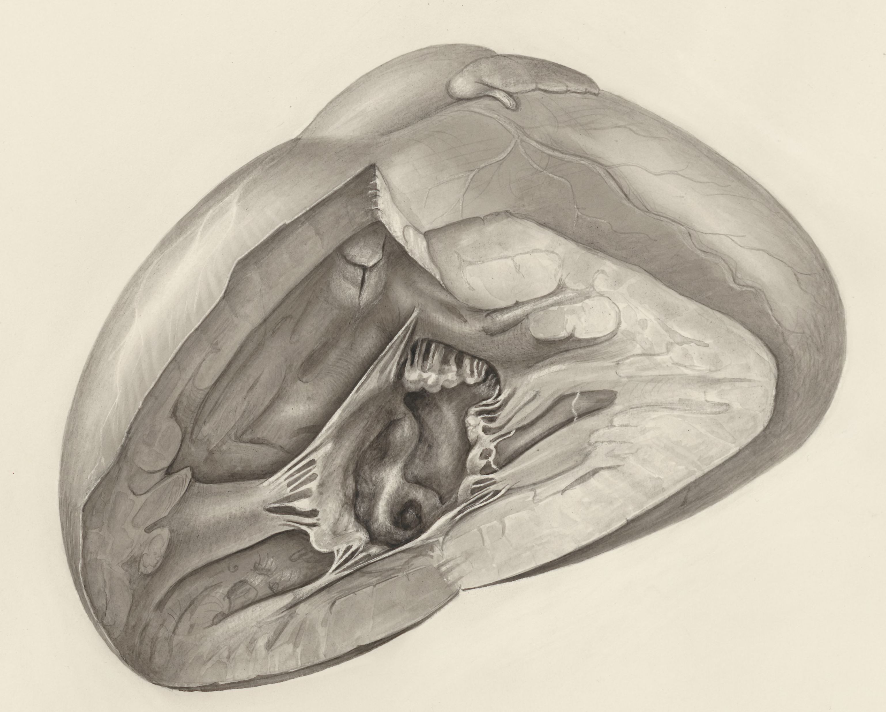 Heart