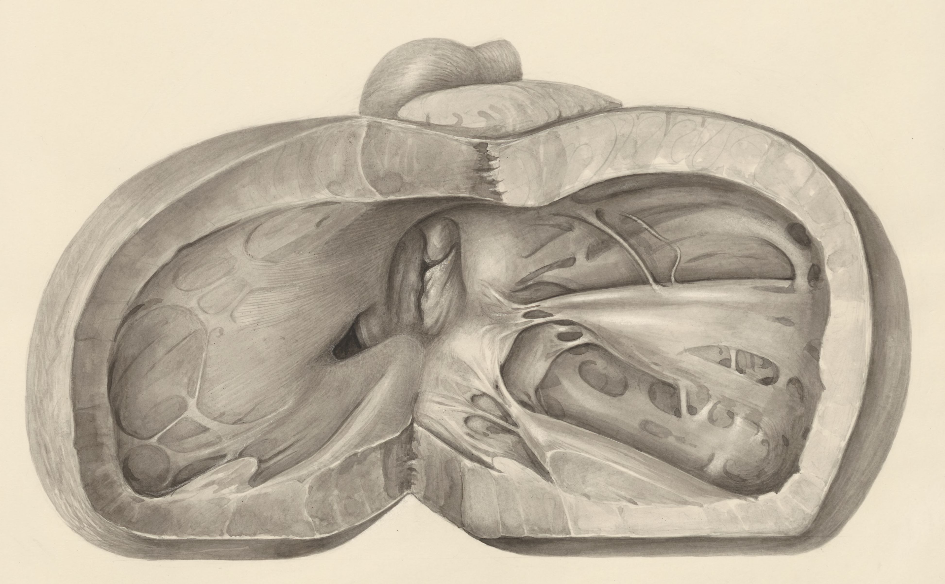 Heart