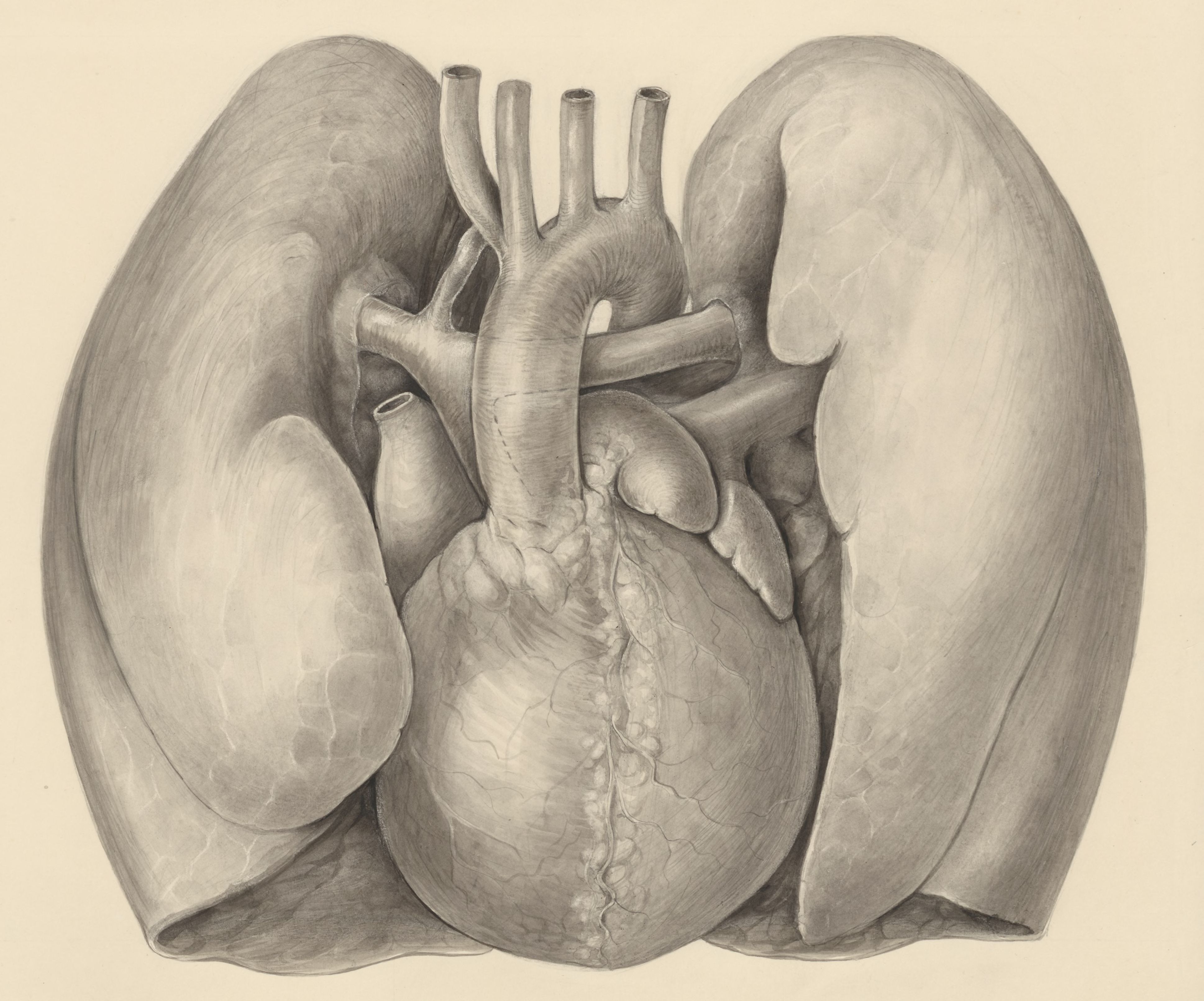 Heart and adjacent organs