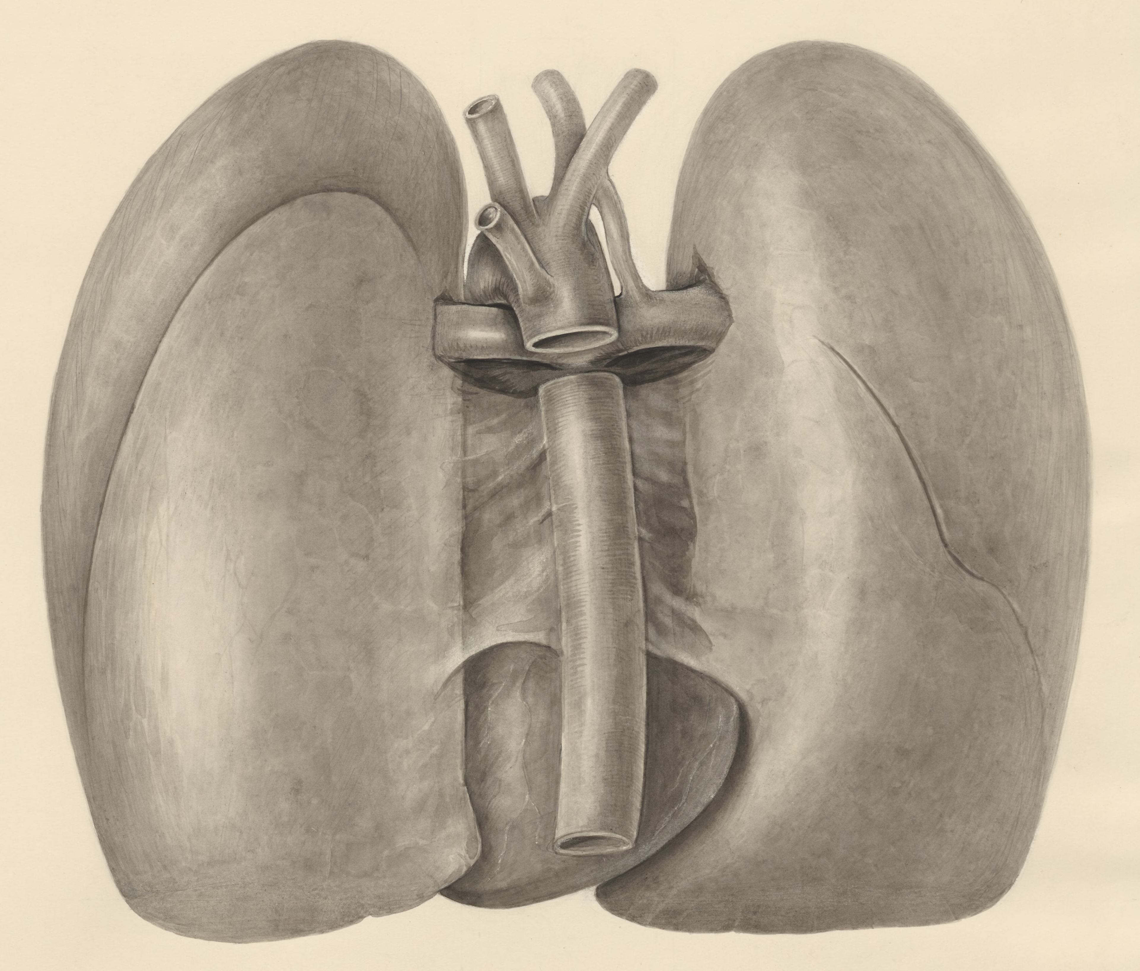 Heart and adjacent organs