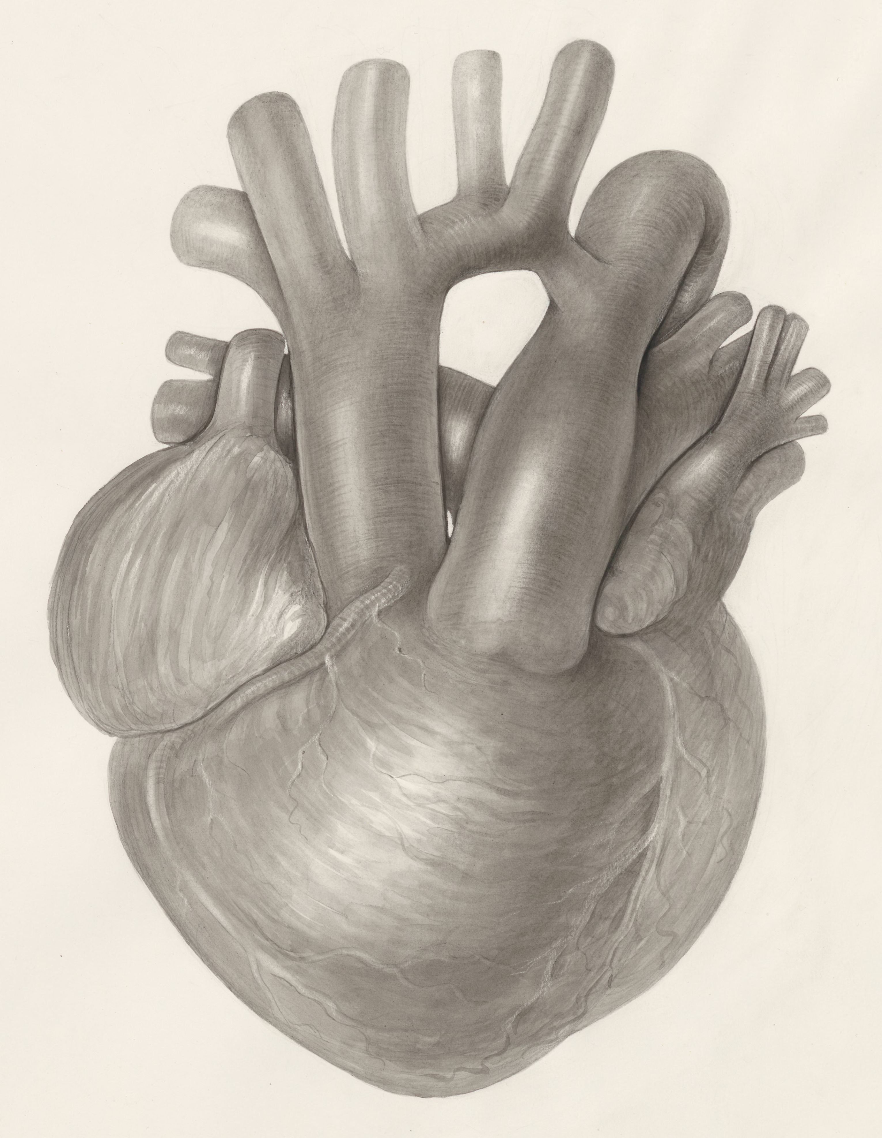 Heart