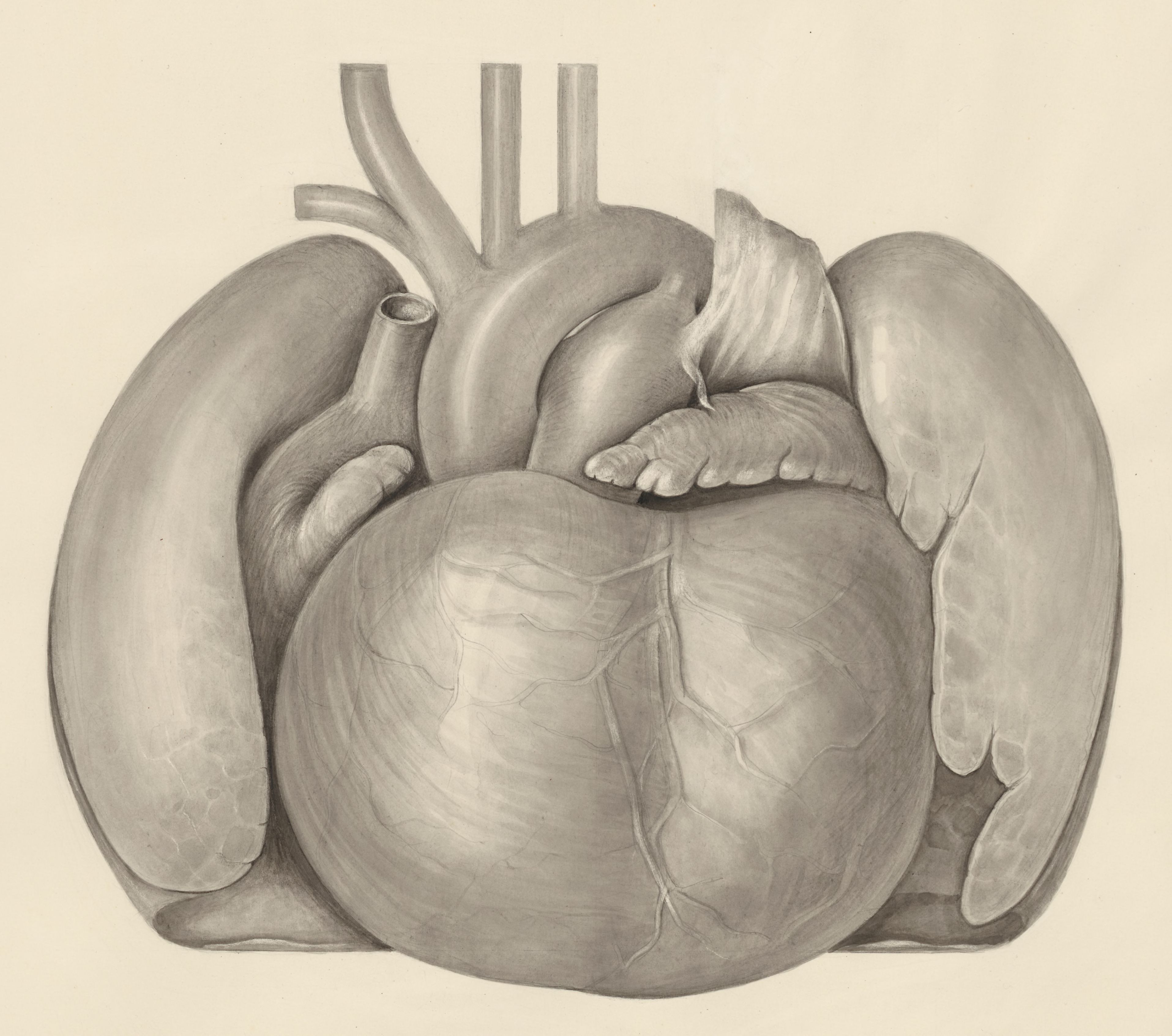 Heart and adjacent organs