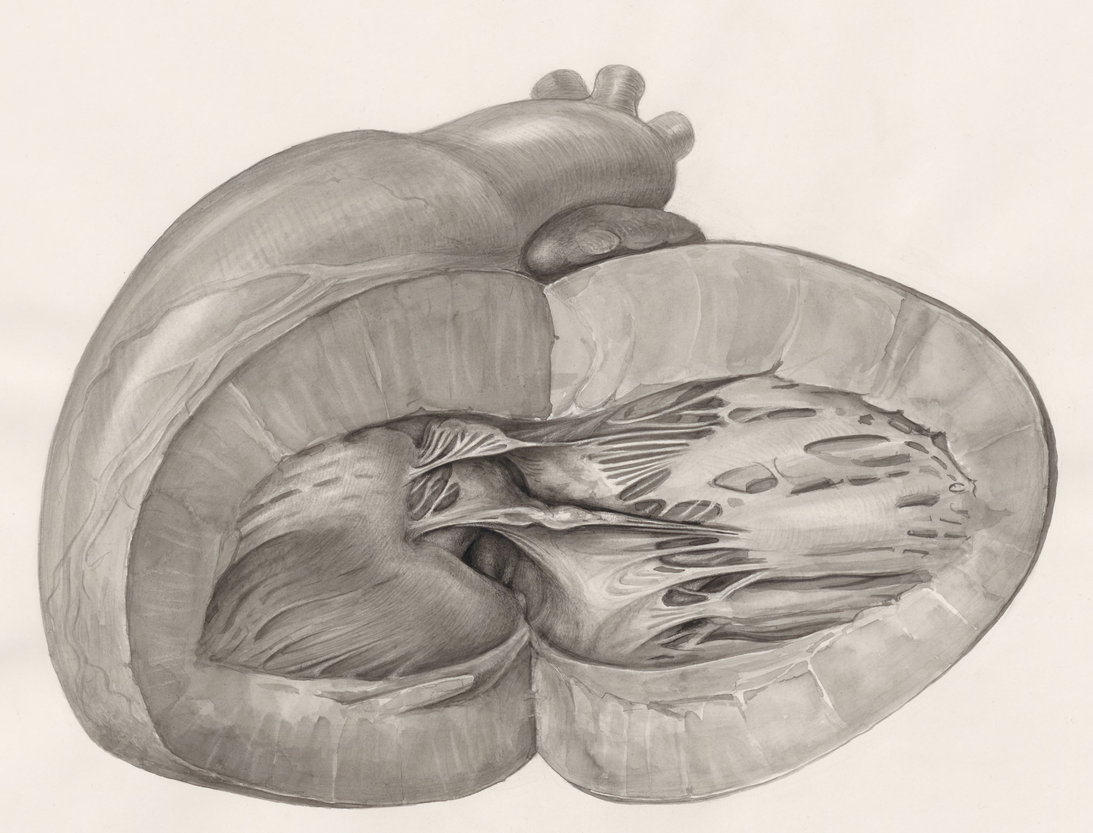 Heart