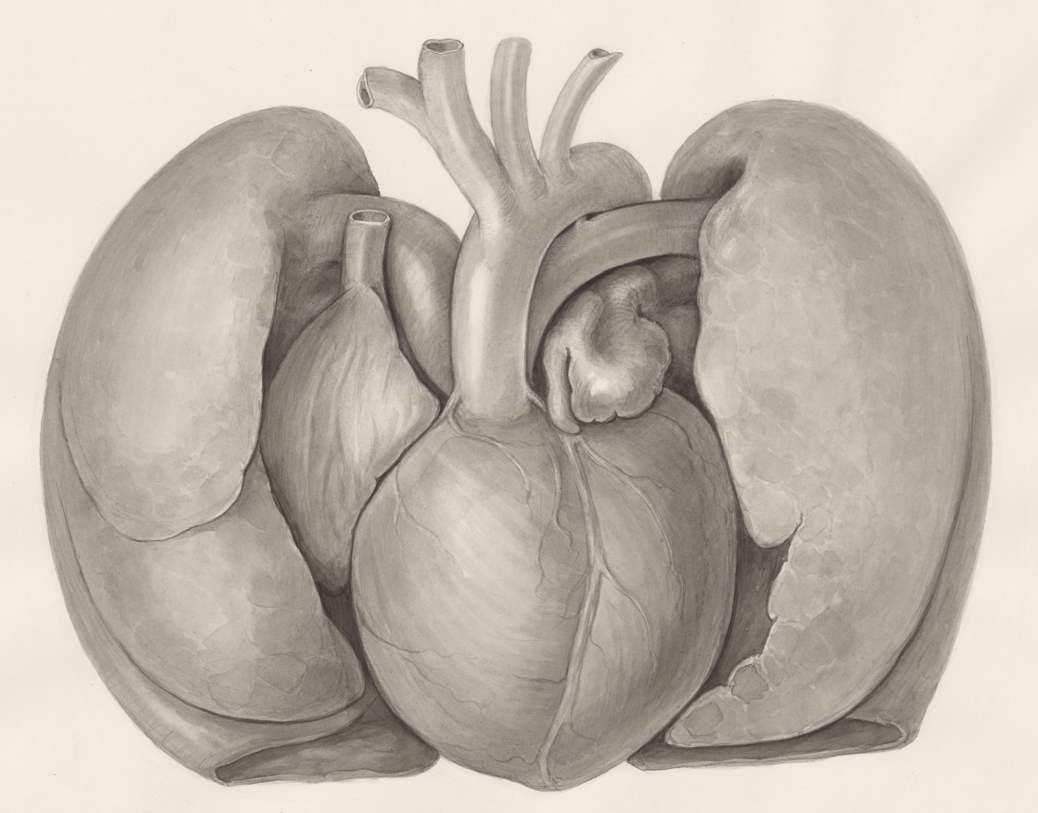 Heart and adjacent organs
