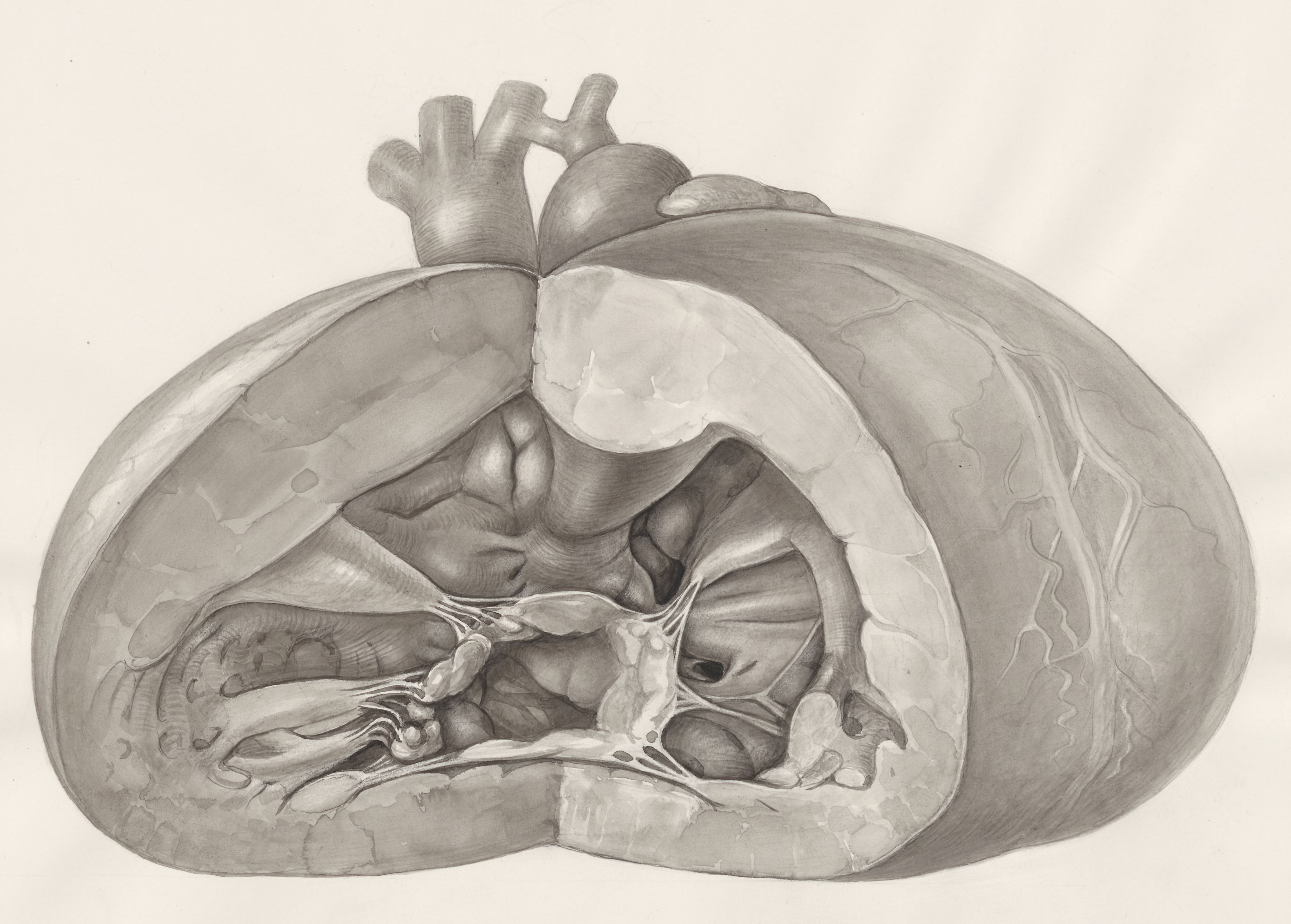 Heart