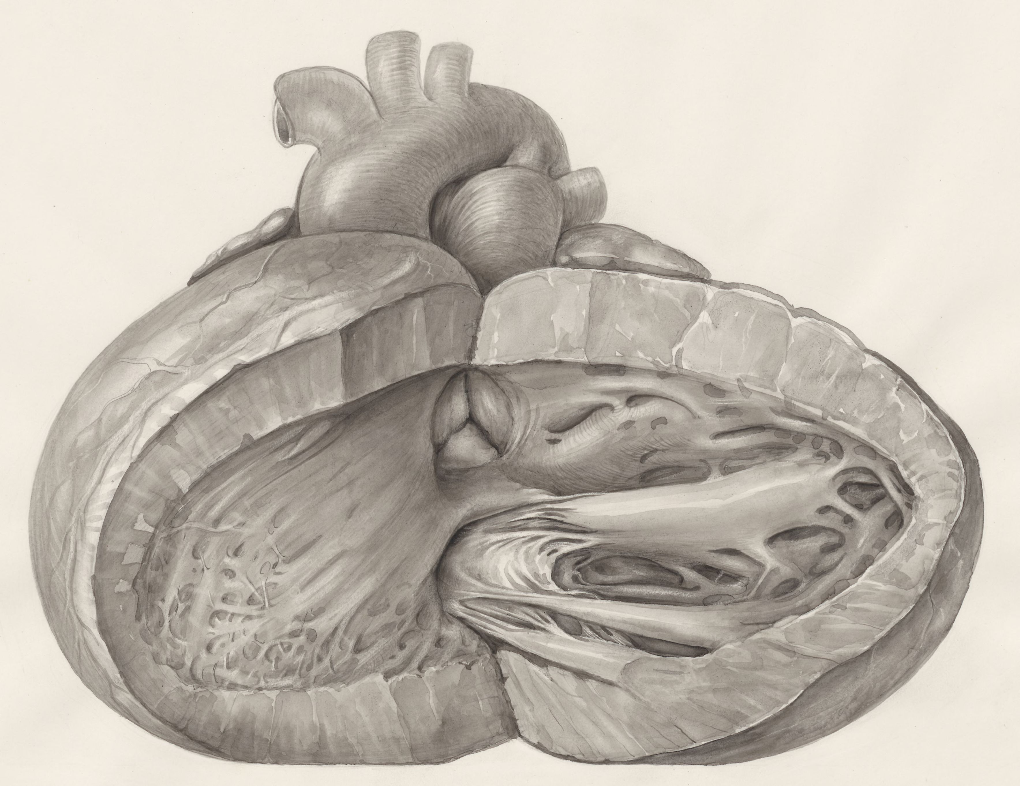 Heart