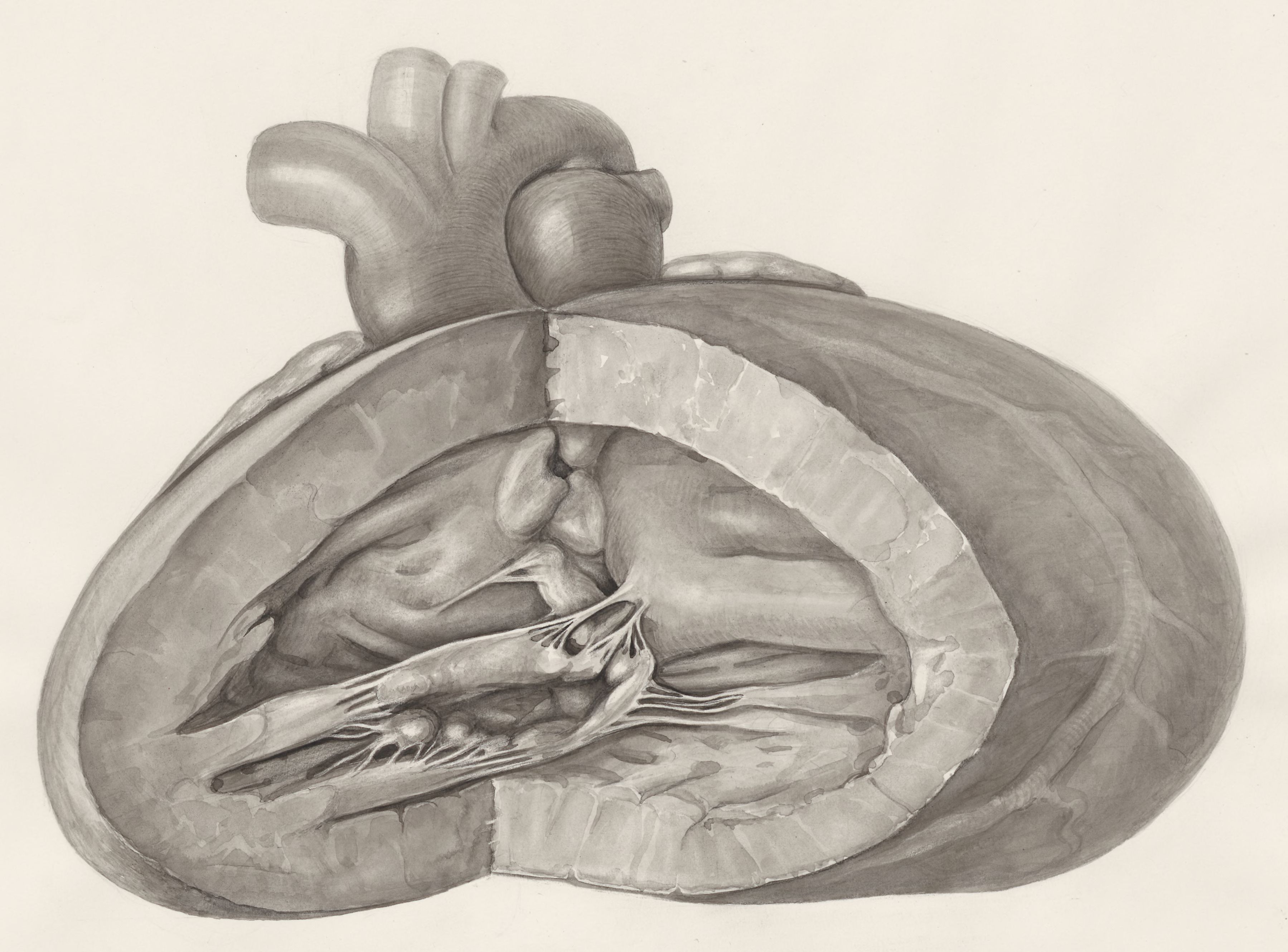 Heart