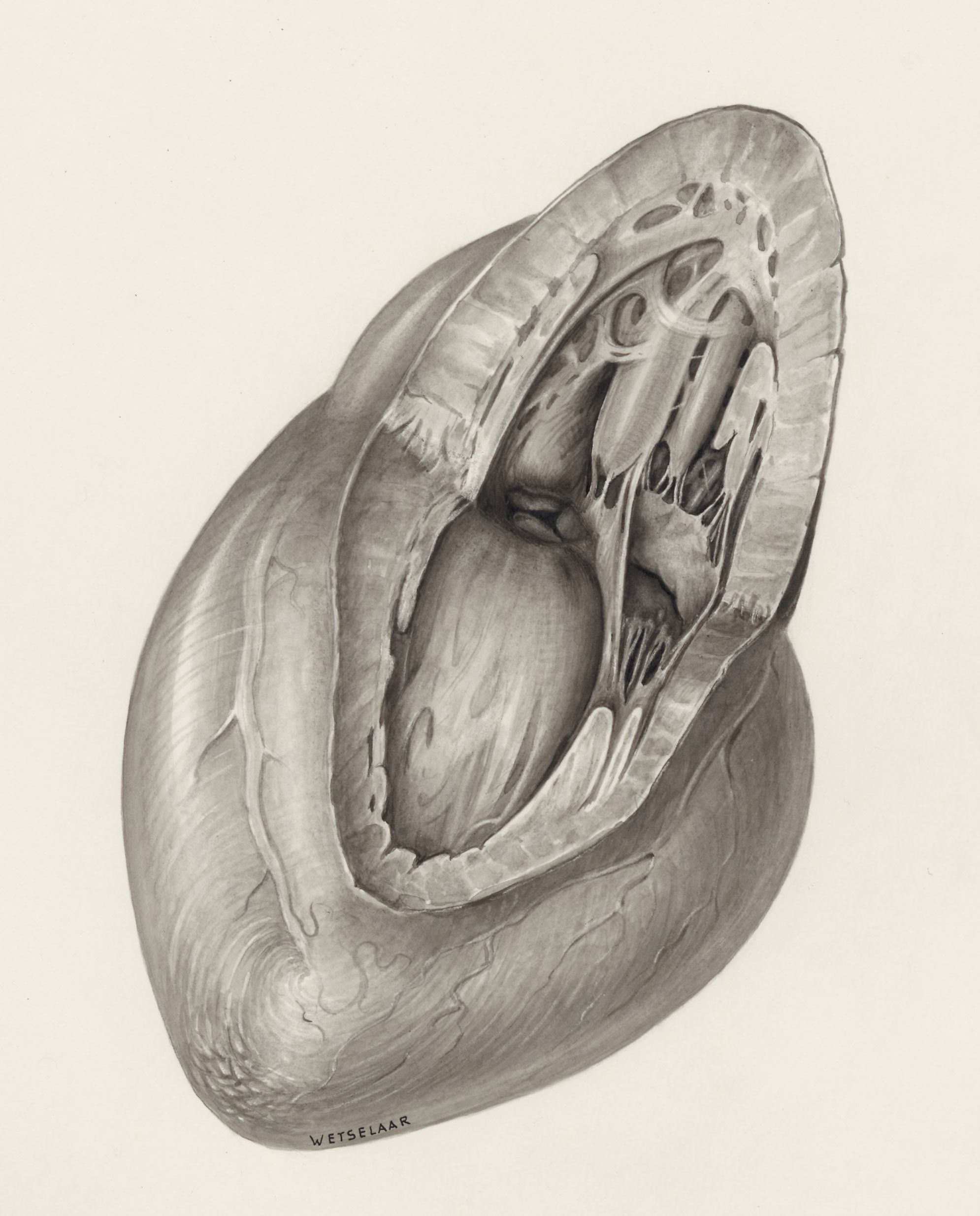 Heart