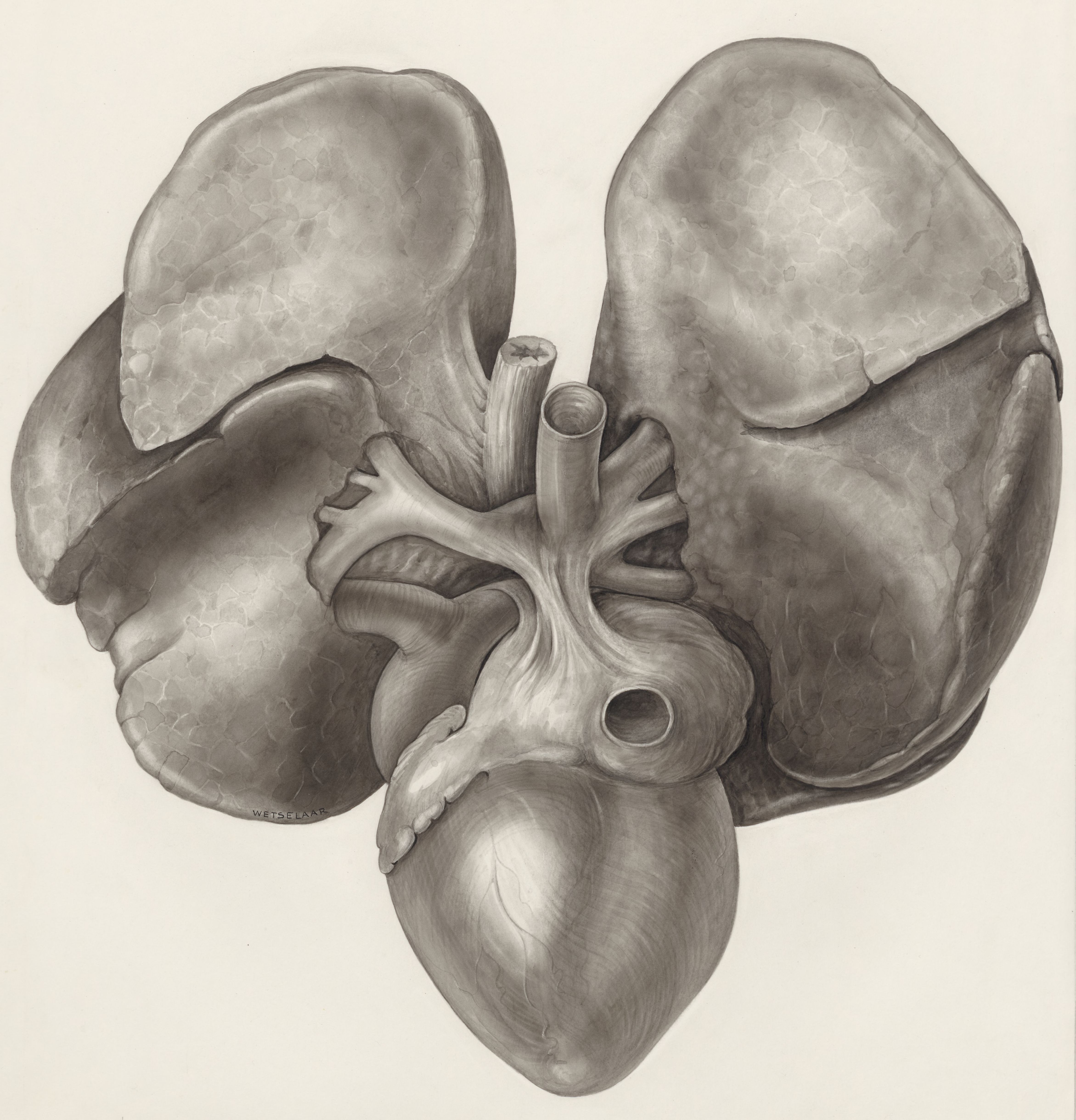 Heart and adjacent organs