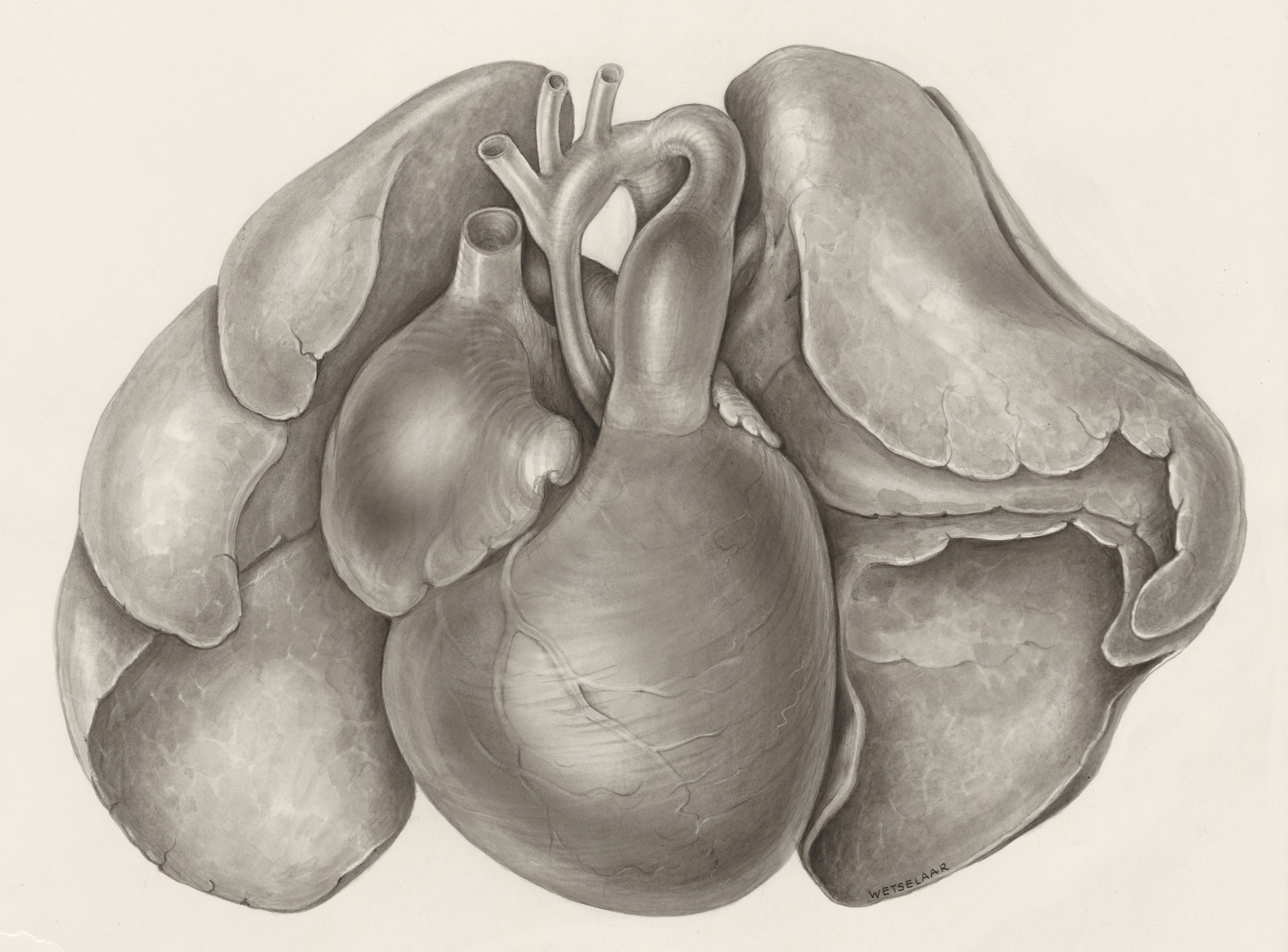 Heart and adjacent organs