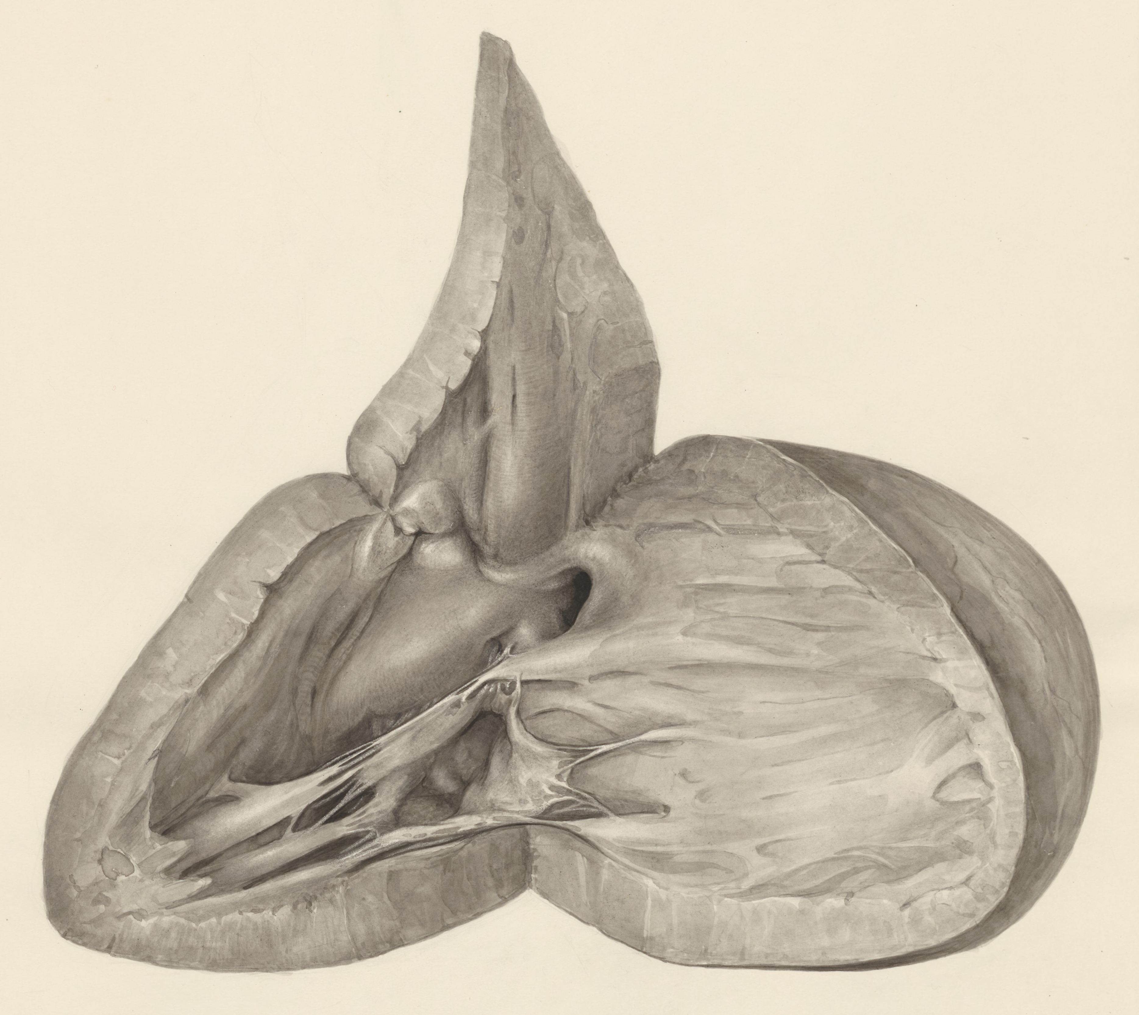 Heart