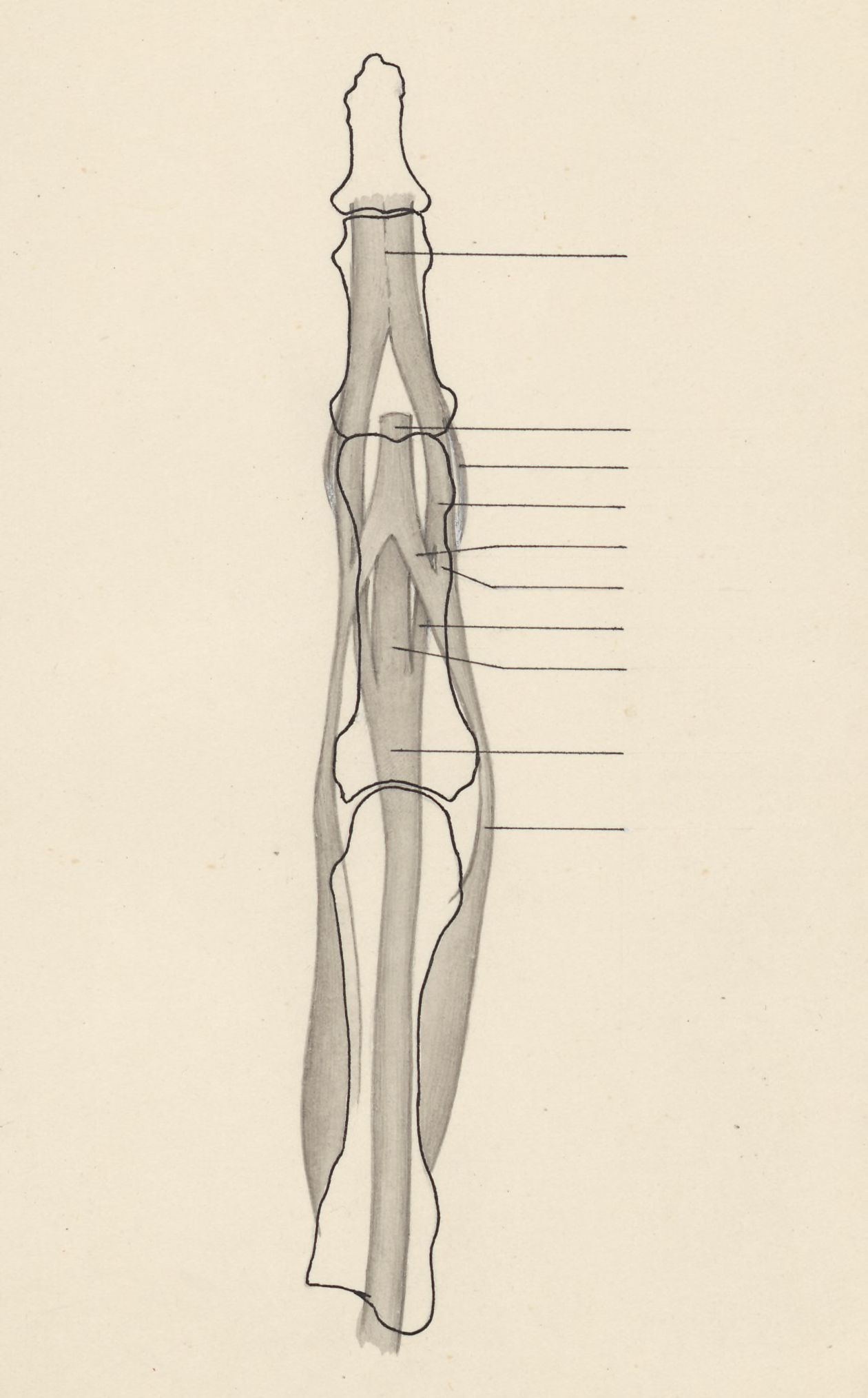Schematic representation of the finger