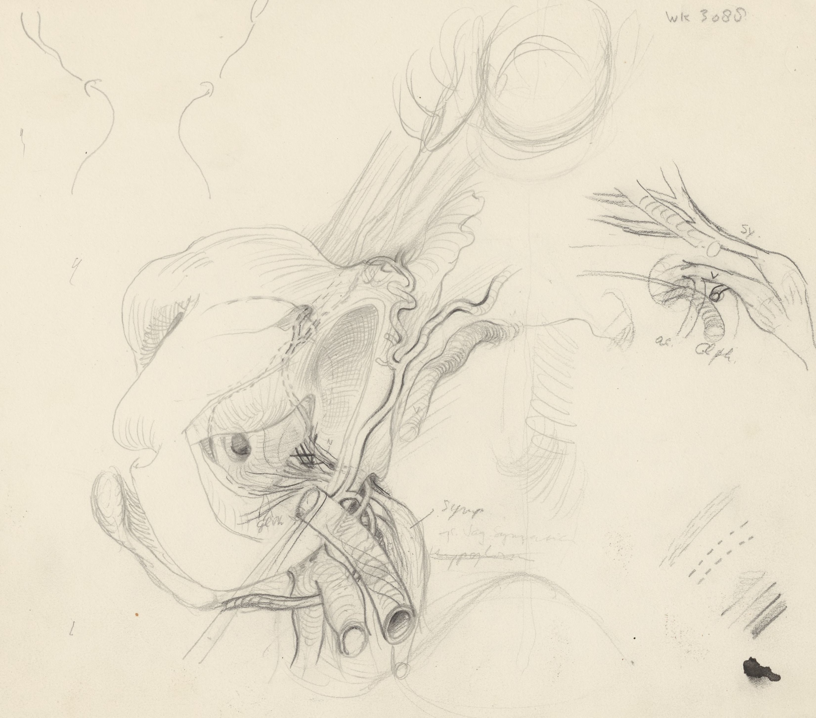 Sketch of the circulatory system of the head