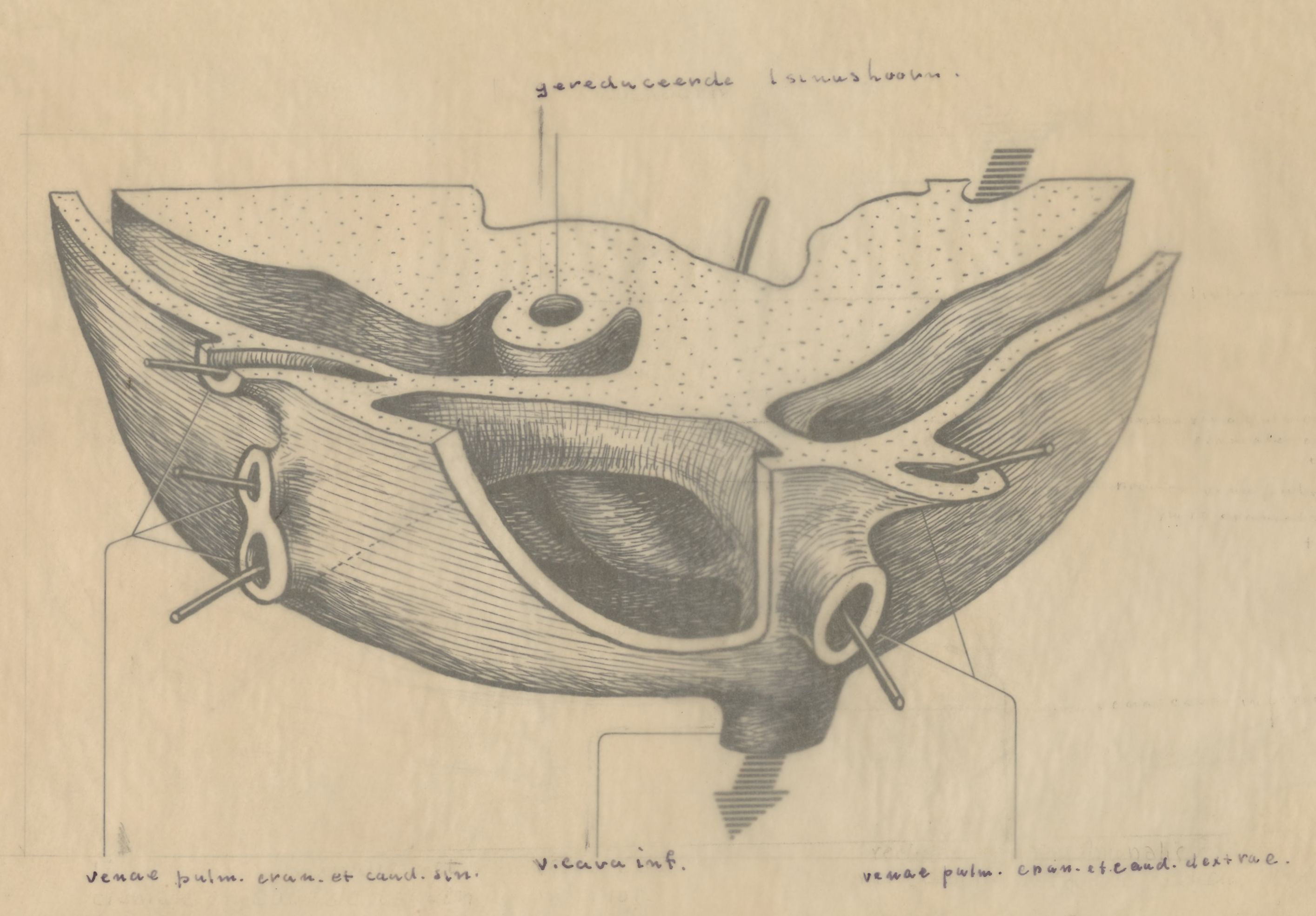 Embryonic heart