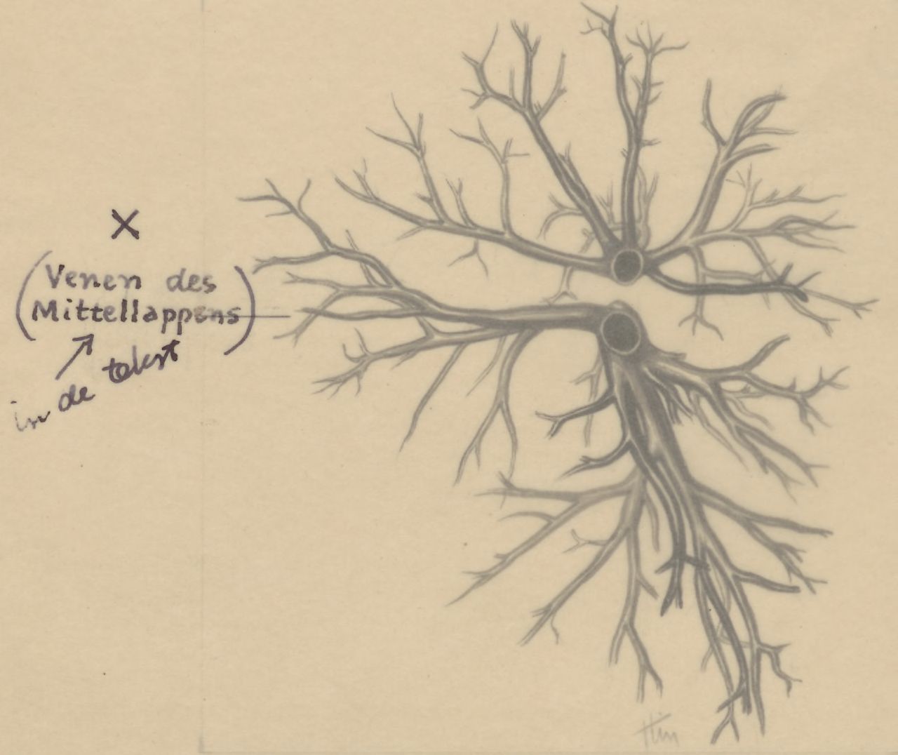 Bronchi