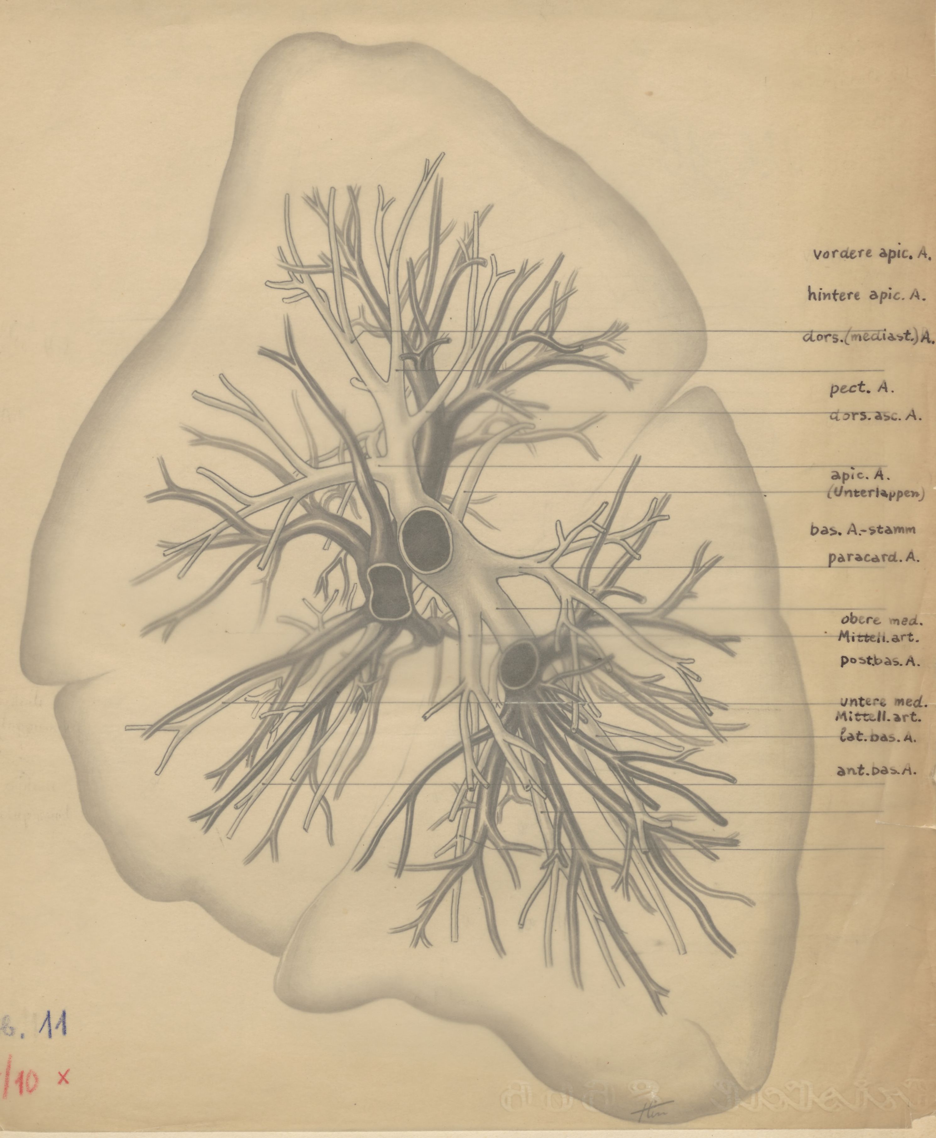 Bronchi